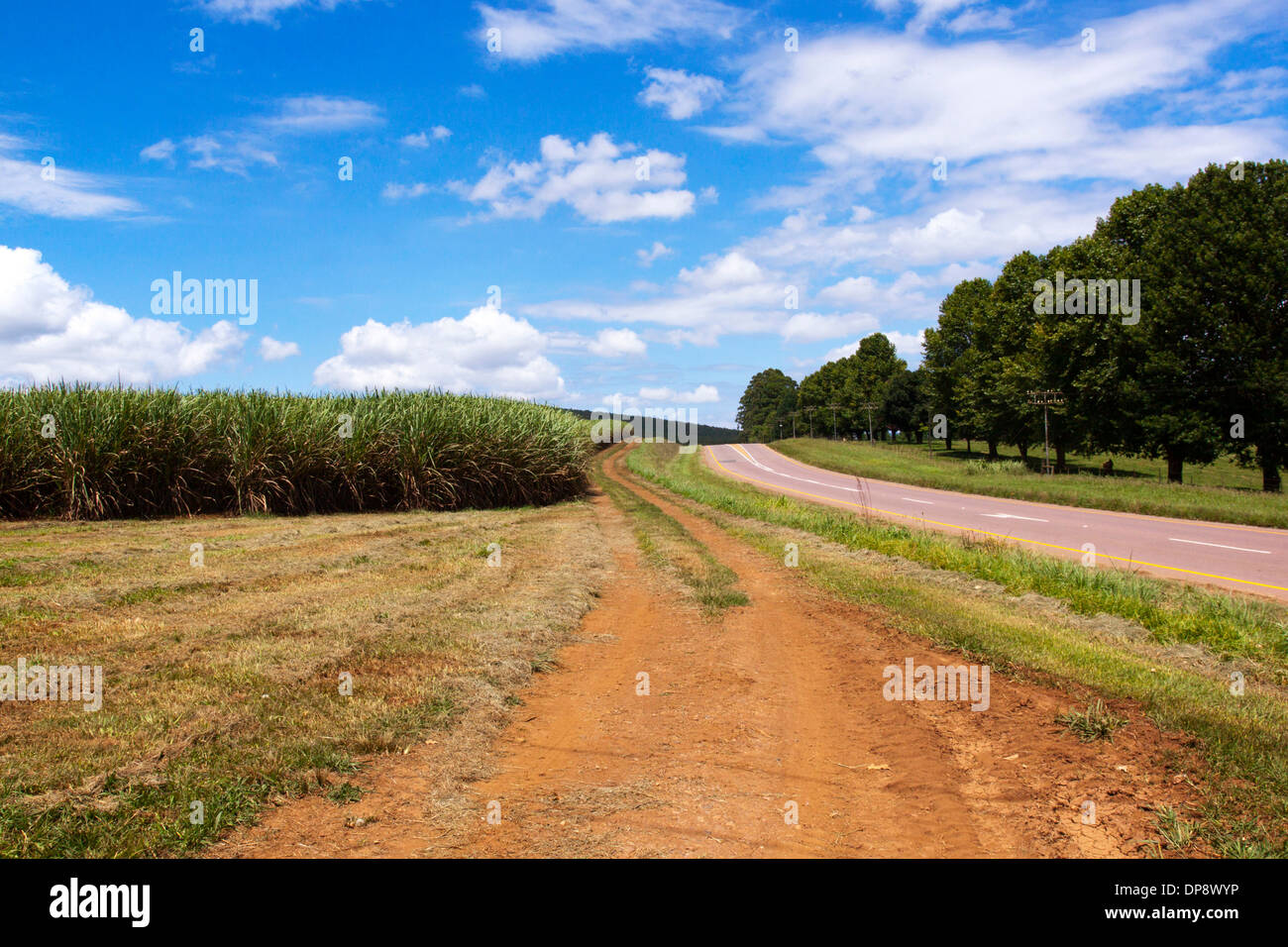 Winding road district flanquée de champ de canne à sucre Banque D'Images