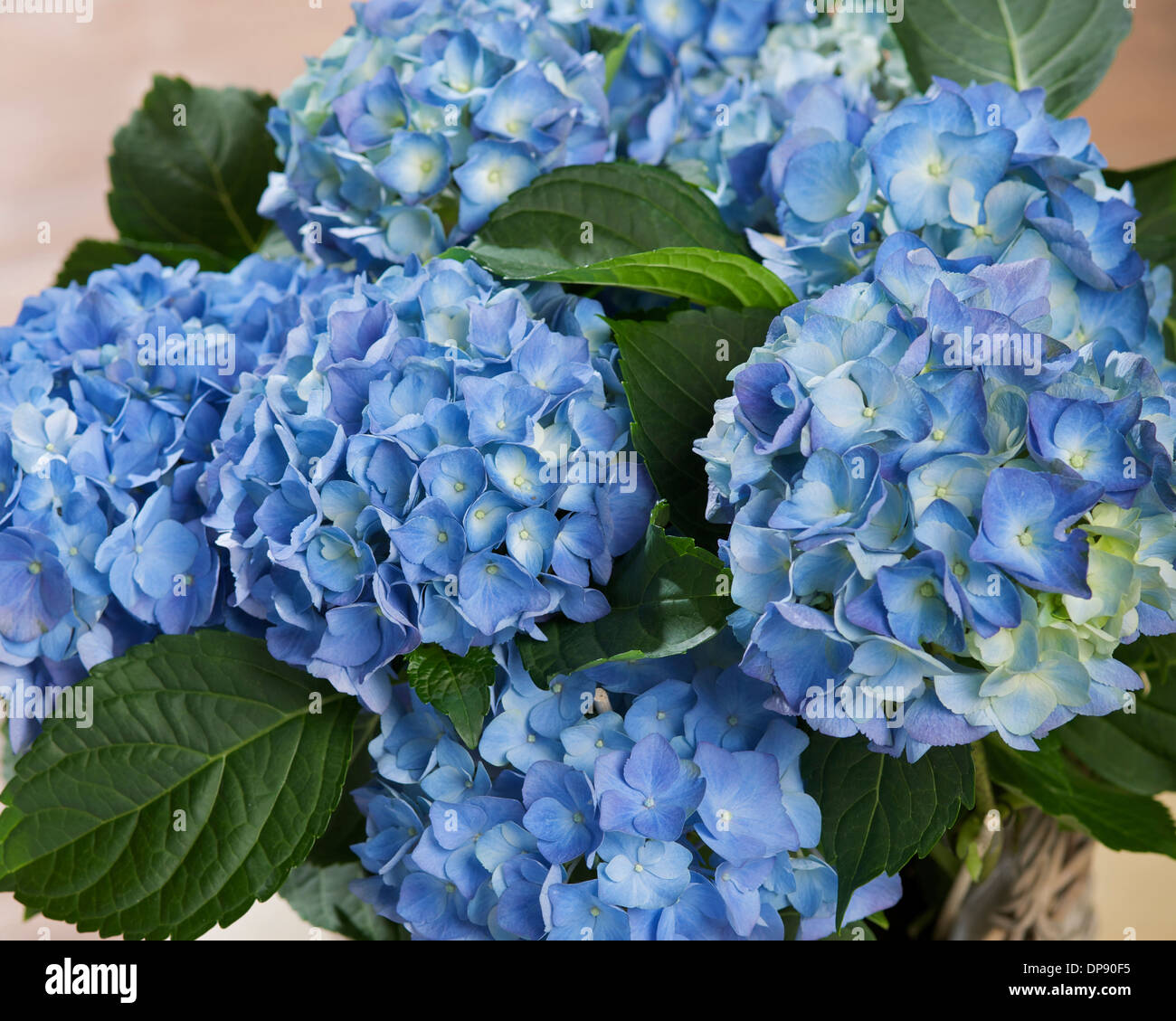 Hydrangea ou Hortensia plante à feuilles caduques bleues Banque D'Images