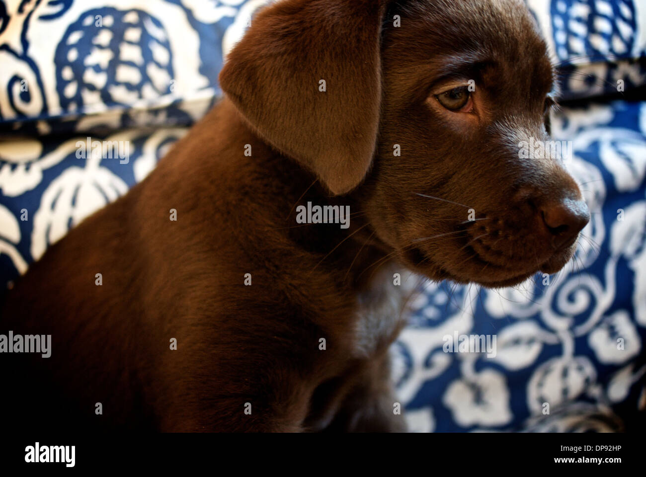 Chiot labrador Chocolat Banque D'Images