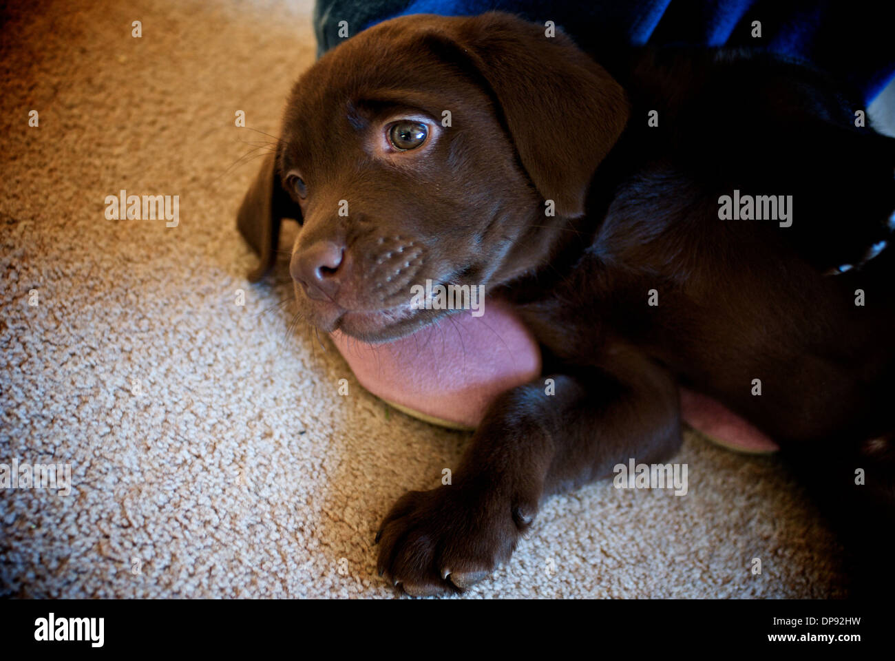 Chiot labrador chocolat Relaxing Banque D'Images