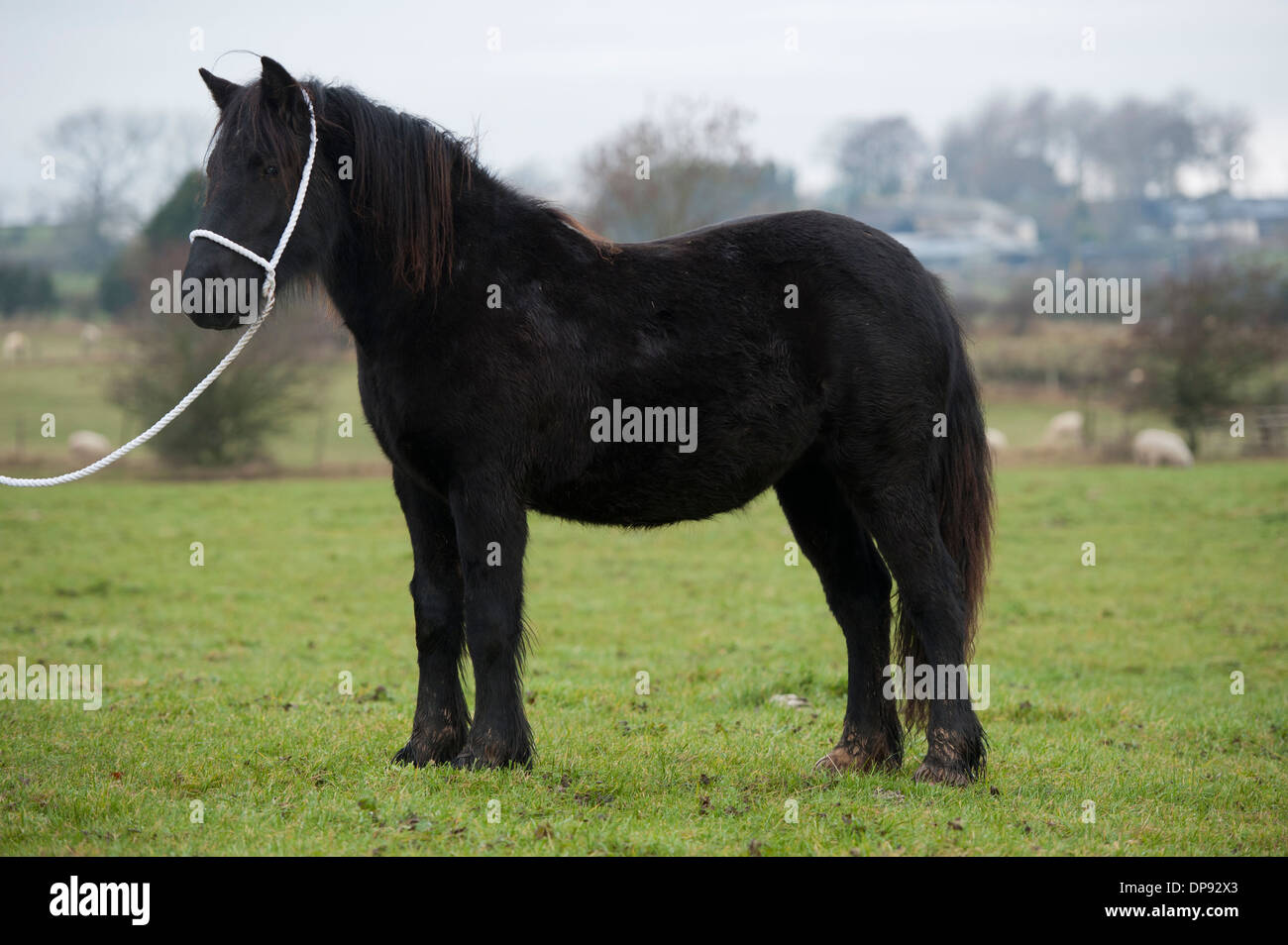 Dales Pony sur halter, Cumbria, Royaume-Uni. Banque D'Images
