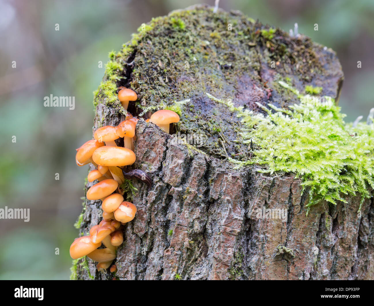 Colybie a également connu sous le nom de champignons la queue de velours Banque D'Images