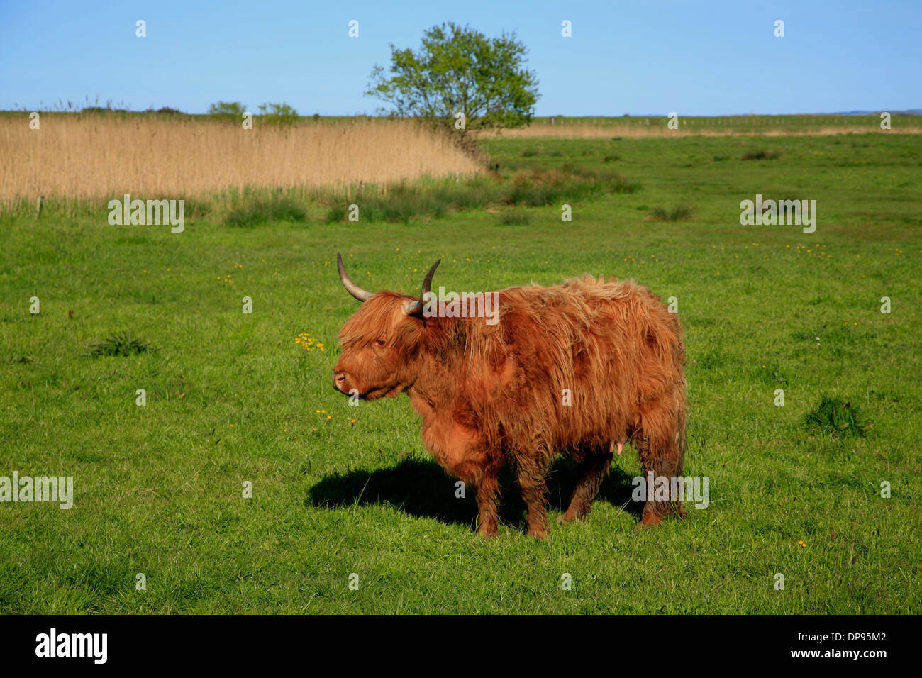 Vache près de Hohwacht, mer baltique, Schleswig-Holstein, Allemagne, Europe Banque D'Images