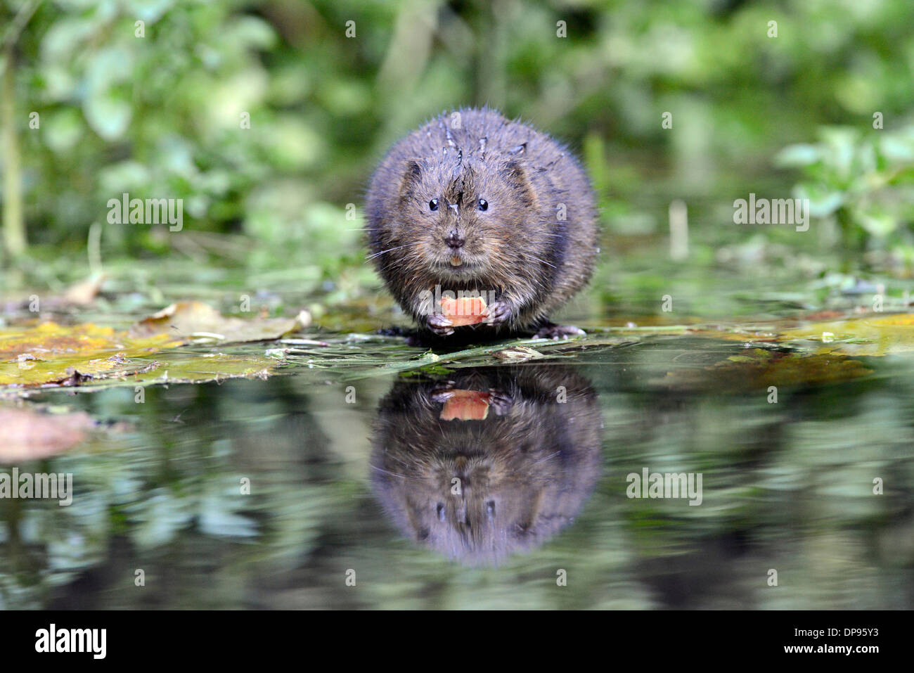 Le campagnol de l'eau (Arvicola terrestris) bénéficiant d'un morceau de pomme sur un tapis de végétation à mi-parcours Banque D'Images
