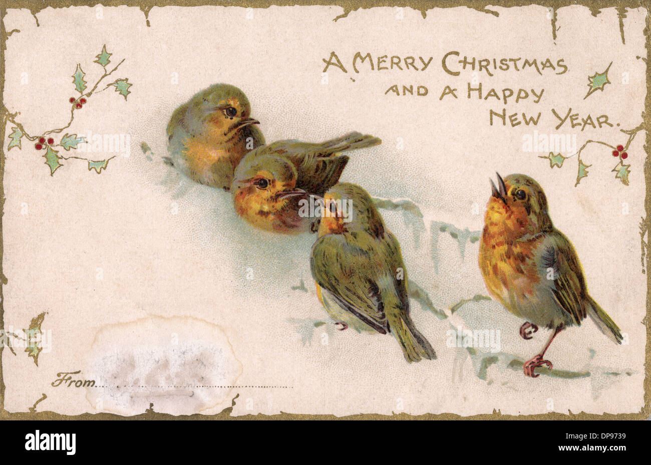 Robins sur branche Banque D'Images