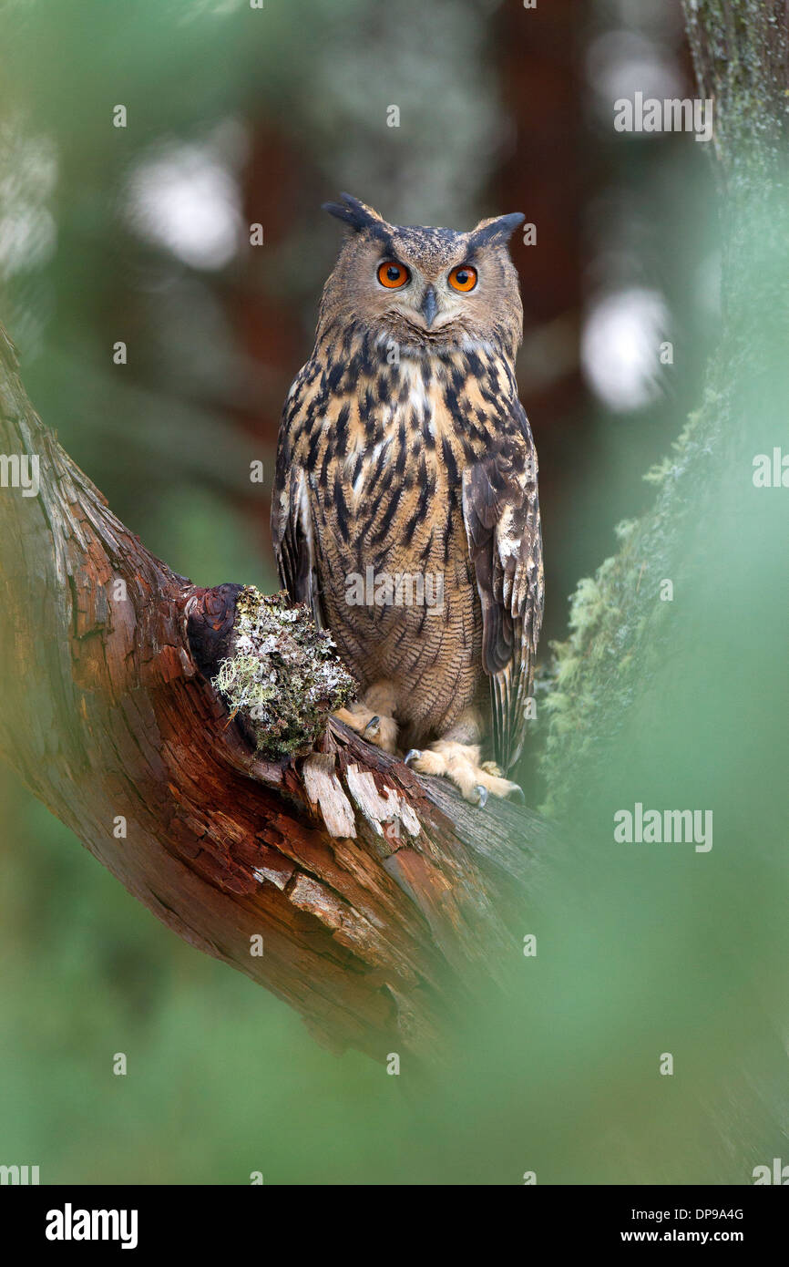 Grand d'Amérique, Bubo bubo dans un pin Banque D'Images