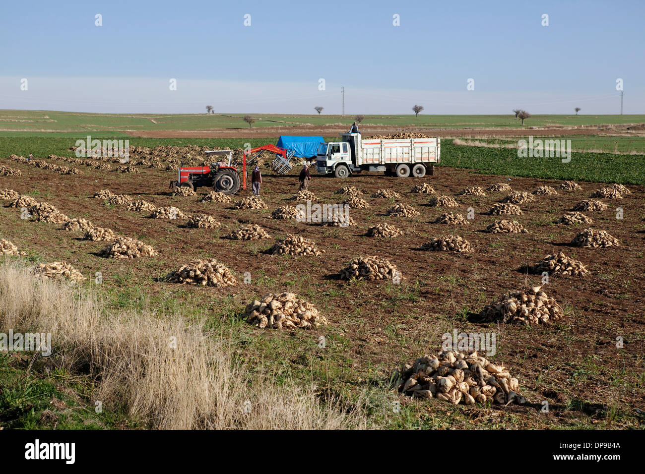 La récolte de betteraves à sucre Beyşehir Konya Turquie Banque D'Images