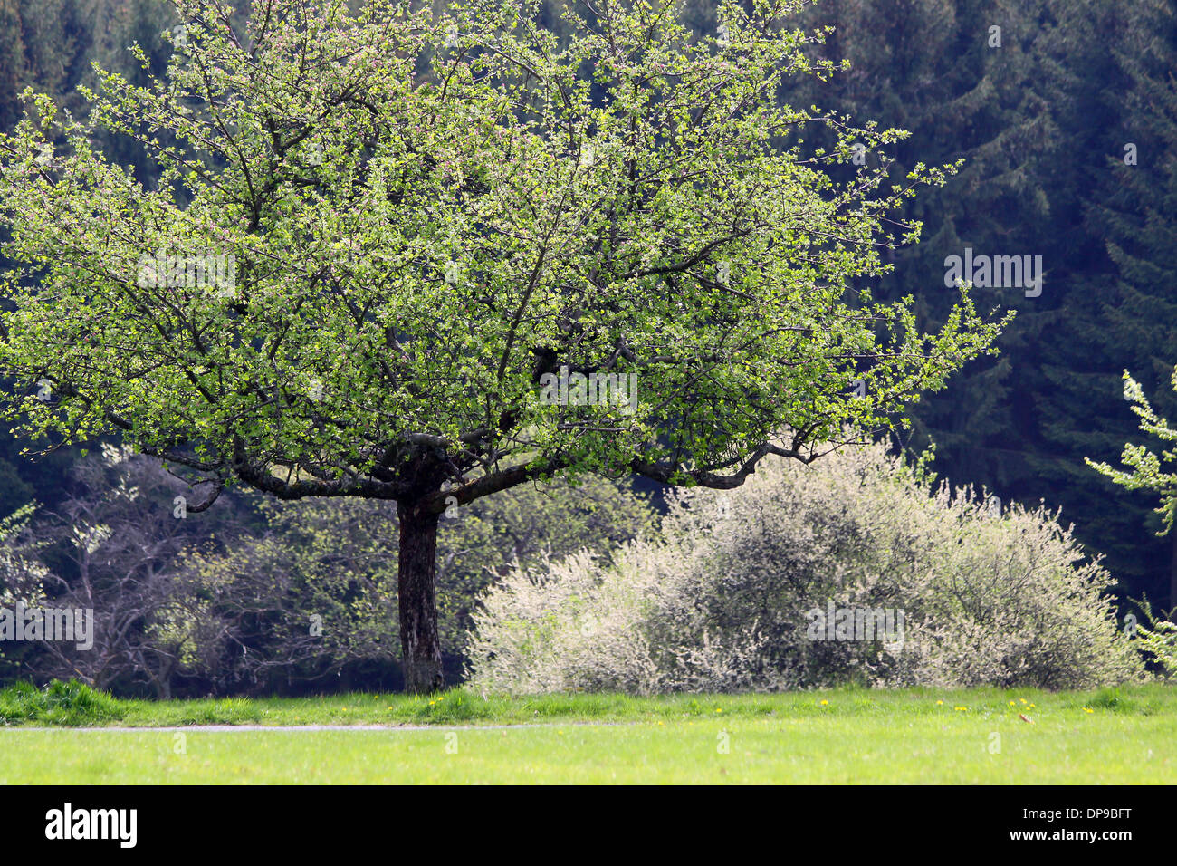 Les arbres au printemps, vert et la floraison Banque D'Images