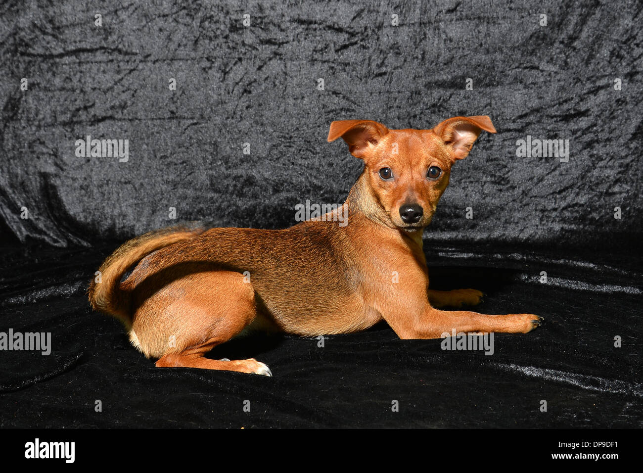 Tan Toy Terrier photographié sur un fond noir Banque D'Images