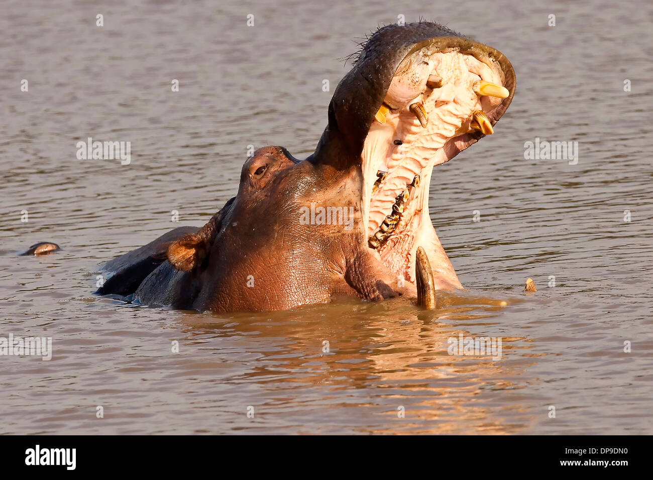 Hippopotamus afficher ses dents dans l'eau avec sa bouche grande ouverte Banque D'Images
