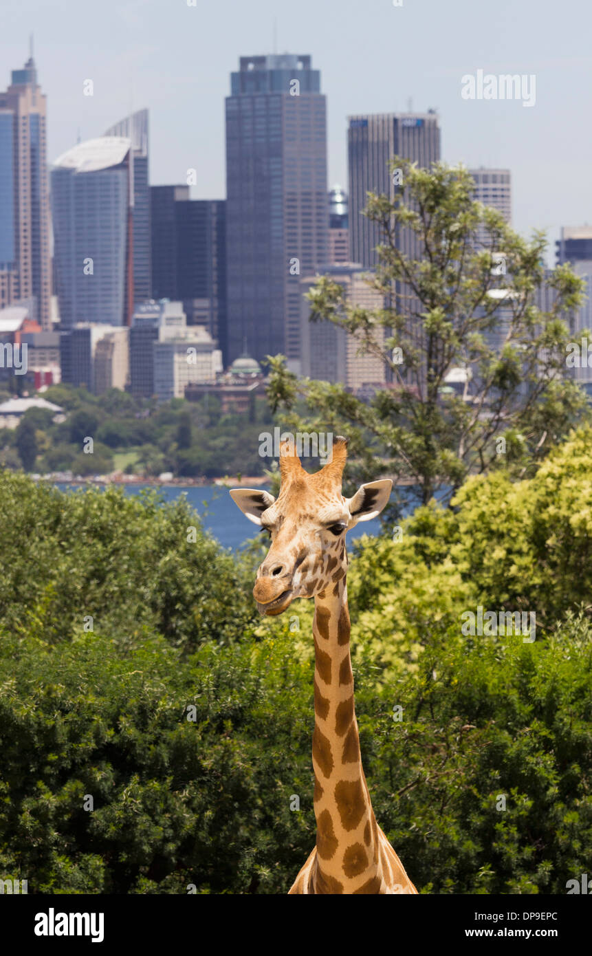 Girafe Zoo Taronga avec quartier des affaires de Sydney, Australie derrière Banque D'Images Girafe Zoo Taronga avec quartier des affaires de Sydney, Australie derrière Banque D'Images
