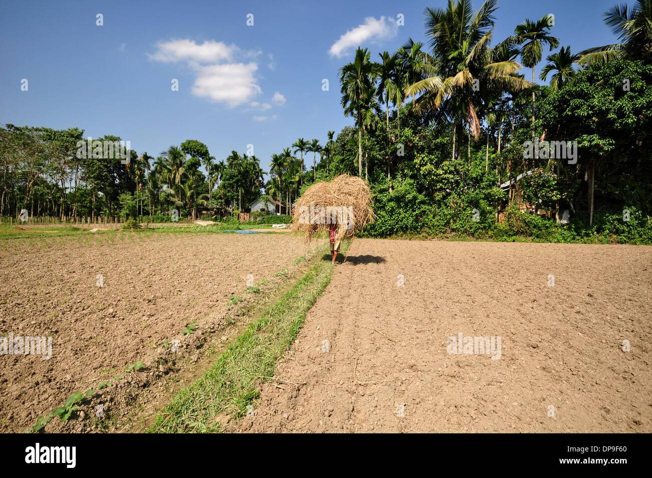 Jirania, Tripura, de l'Inde. Nov 8, 2013. Les agriculteurs sont le nettoyage de la poussière et des choses de riz en Jirania, 10 km d'Agartala ville. Le Conseil de recherche sur le riz a financé plusieurs projets de recherche de 1979 jusqu'à 1983 pour trouver des utilisations économiques pour la paille de riz. Le principal objectif de ces projets était de réduire ou éliminer la combustion de paille de riz comme le moyen pour l'élimination. Utilise pour la paille qui ont été étudiés comprennent l'alimentation du bétail, ce qui fait de fibres de bois, la production d'énergie, conversion à du sirop de sucre et de protéine de levure, et la fabrication de la pâte à papier et de divers produits industriels. (Crédit Image : © Abhi Banque D'Images