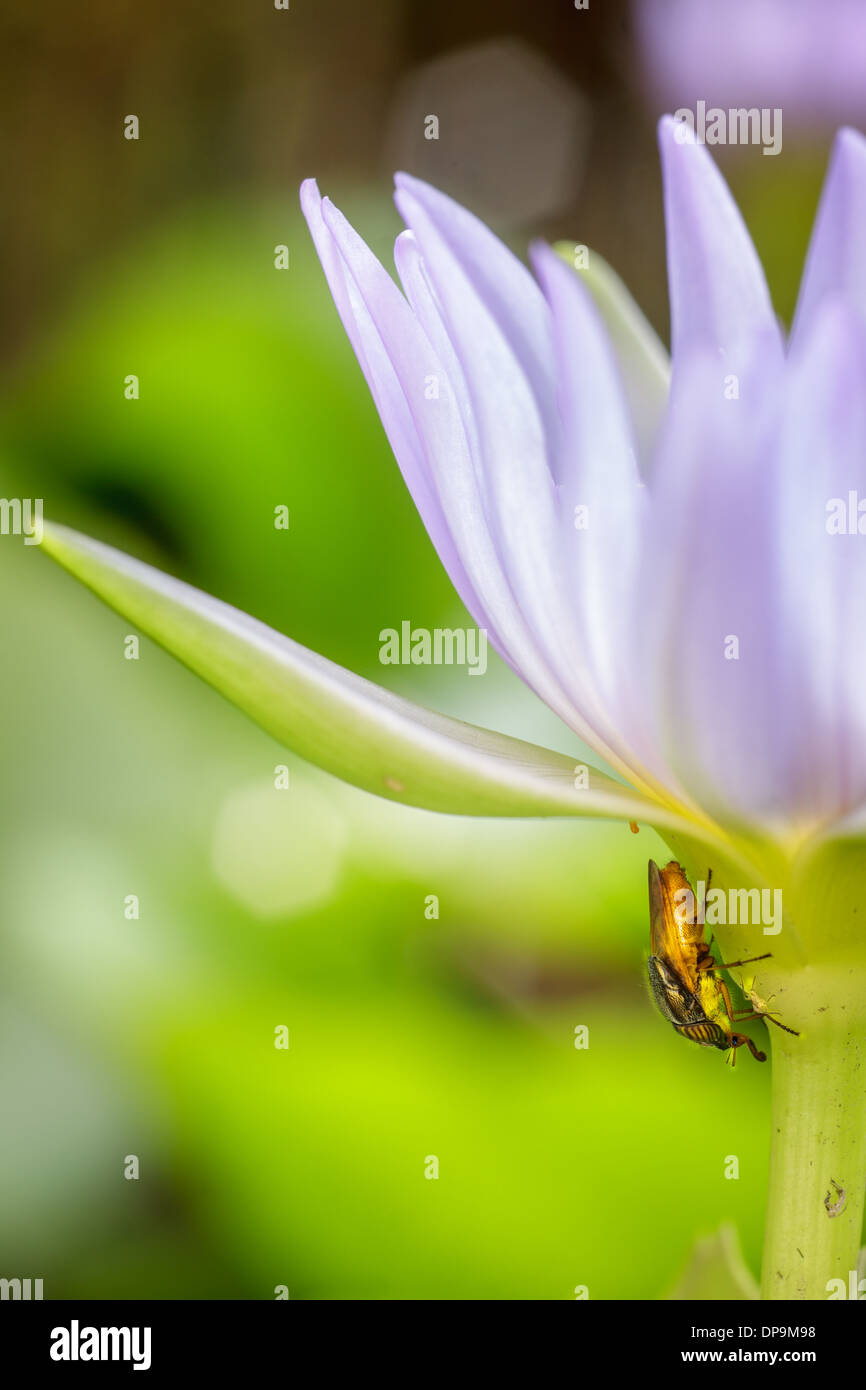 Frayer les insectes sous les pétales du lotus pourpre. Banque D'Images