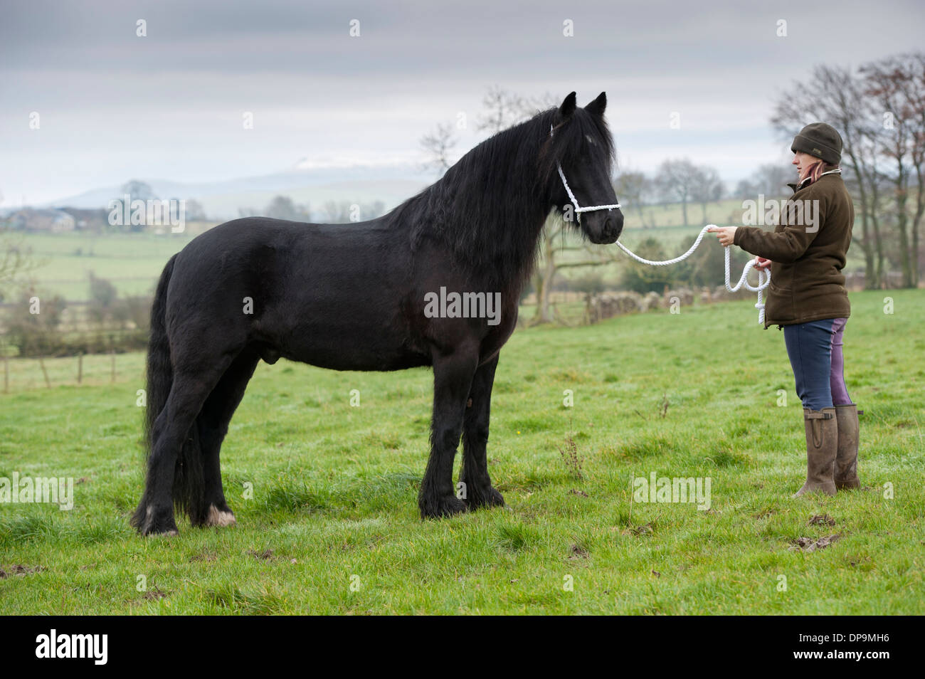 Dales Pony stallion sur halter, Cumbria, Royaume-Uni. Banque D'Images