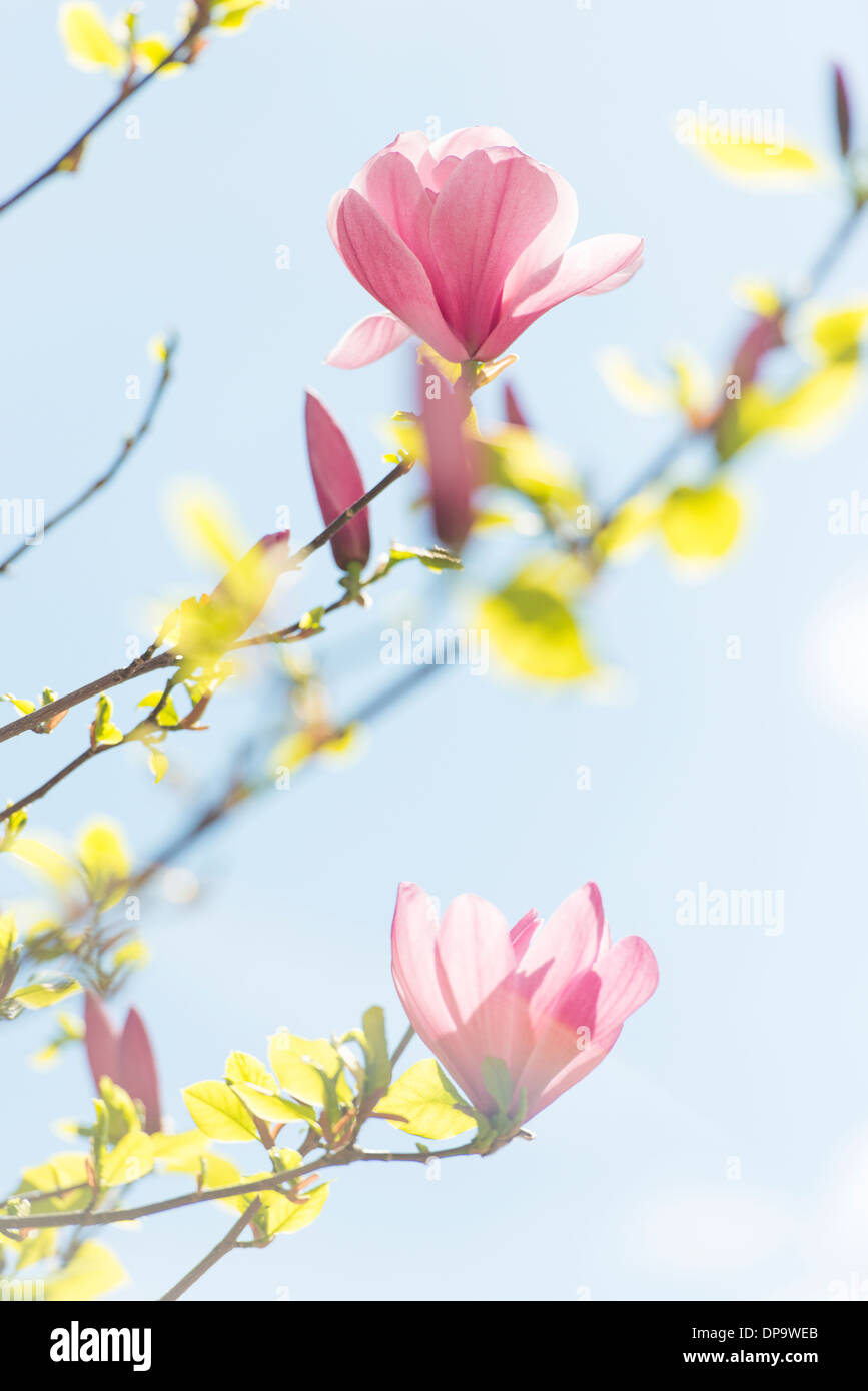 Gros plan du magnolia rose des fleurs sur un arbre à ressort avec ciel bleu en arrière-plan Banque D'Images