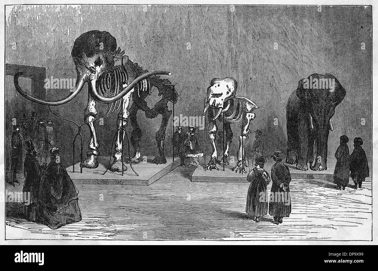 Squelette de mammouth Banque D'Images