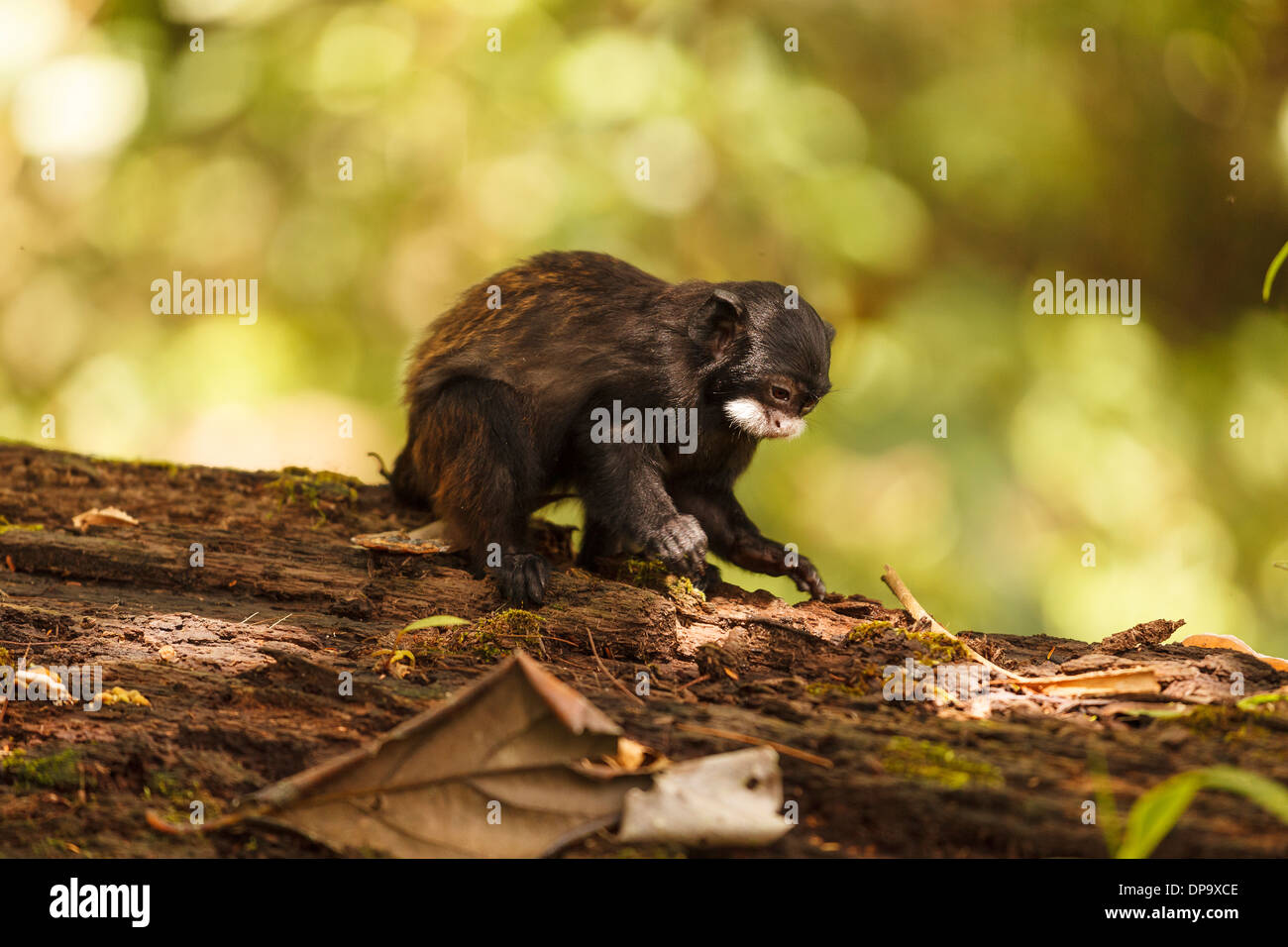 Monkey dans 'Isla de los micos Amacayacu, rivière des Amazones, la Colombie, l'Amérique Banque D'Images