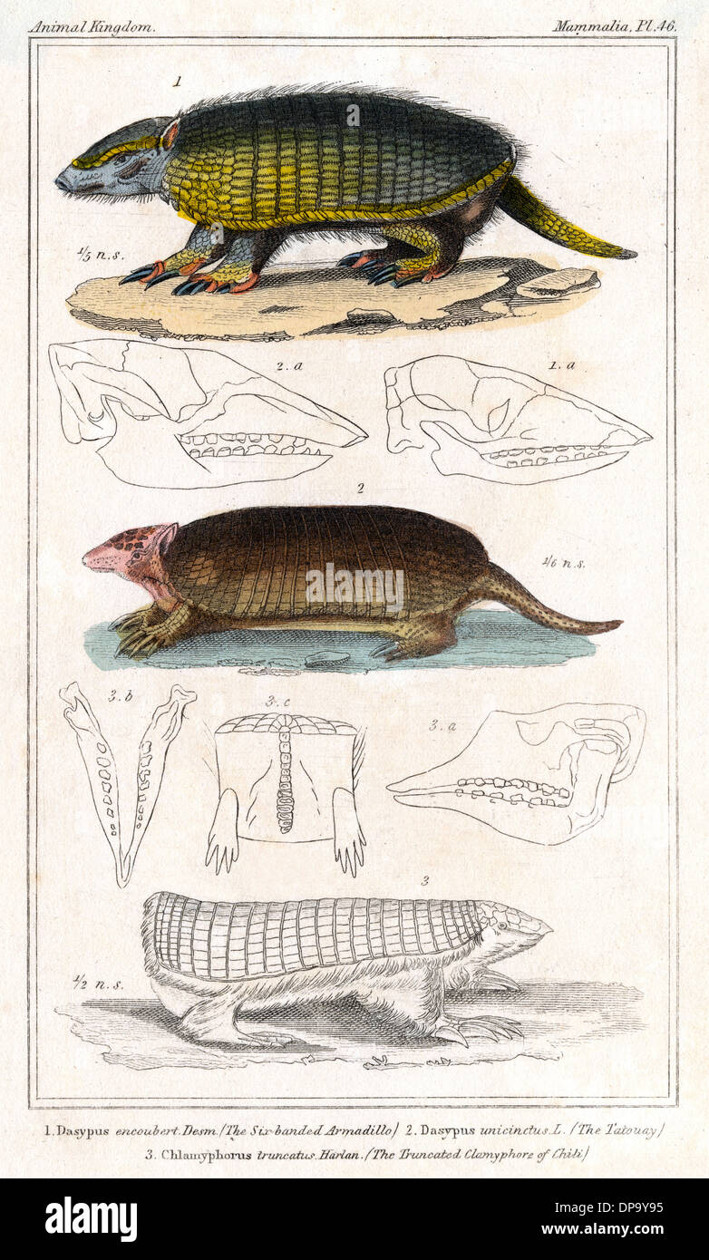 ARMADILLO/Animal Kingdom Banque D'Images