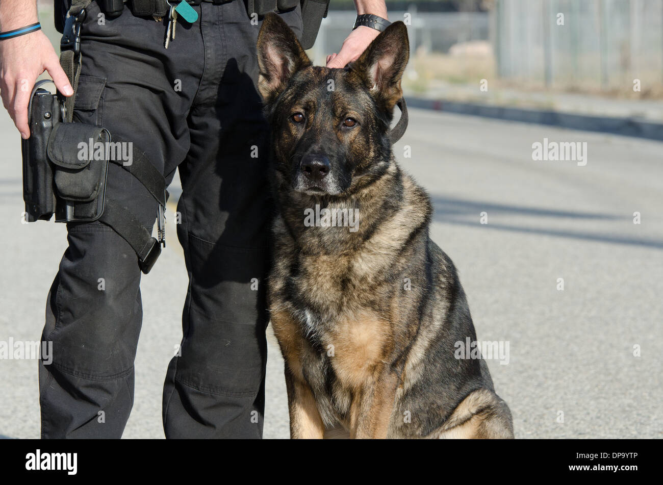 Un chien policier assis à côté de son maître. Banque D'Images