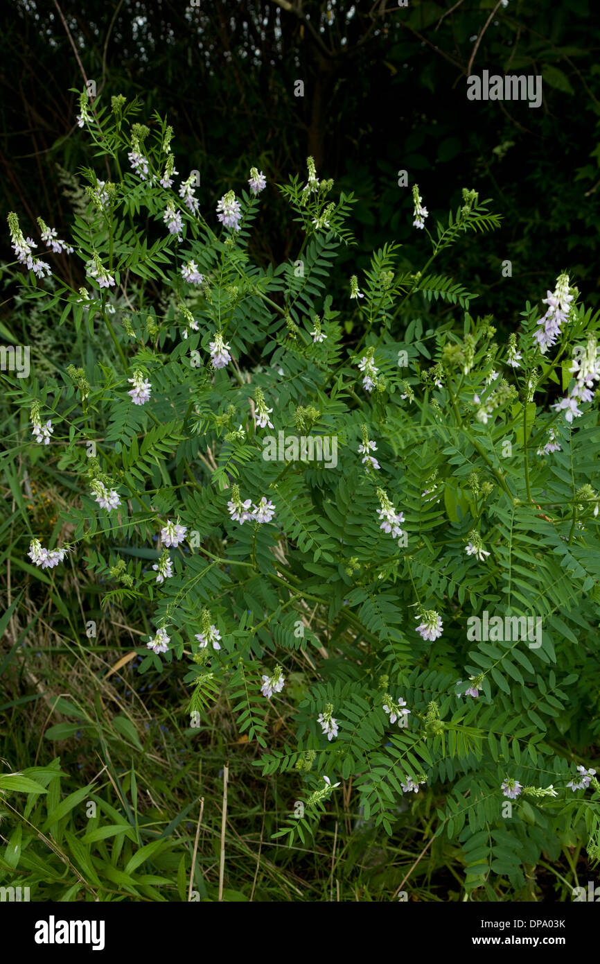 Fleur rose cluster la réglisse (Glycyrrhiza) on meadow Banque D'Images