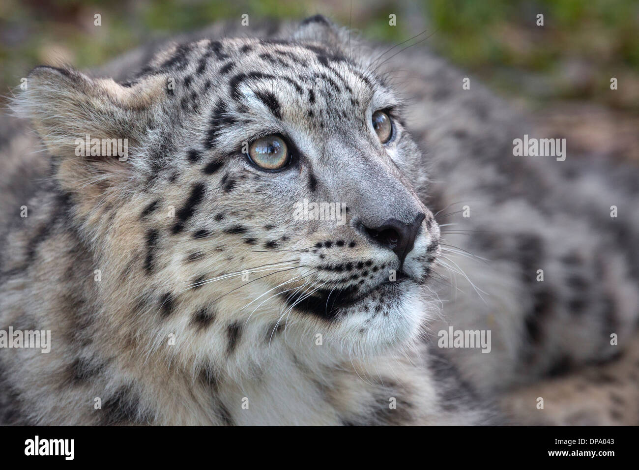 Snow Leopard cub, 7 mois Banque D'Images Snow Leopard cub, 7 mois Banque D'Images