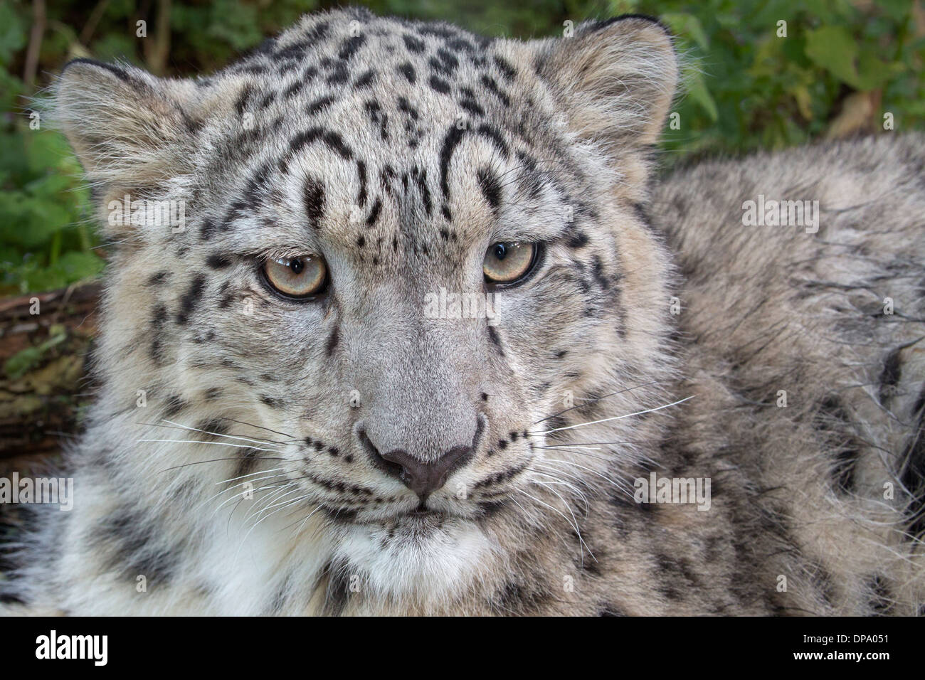 Snow Leopard cub, 7 mois Banque D'Images