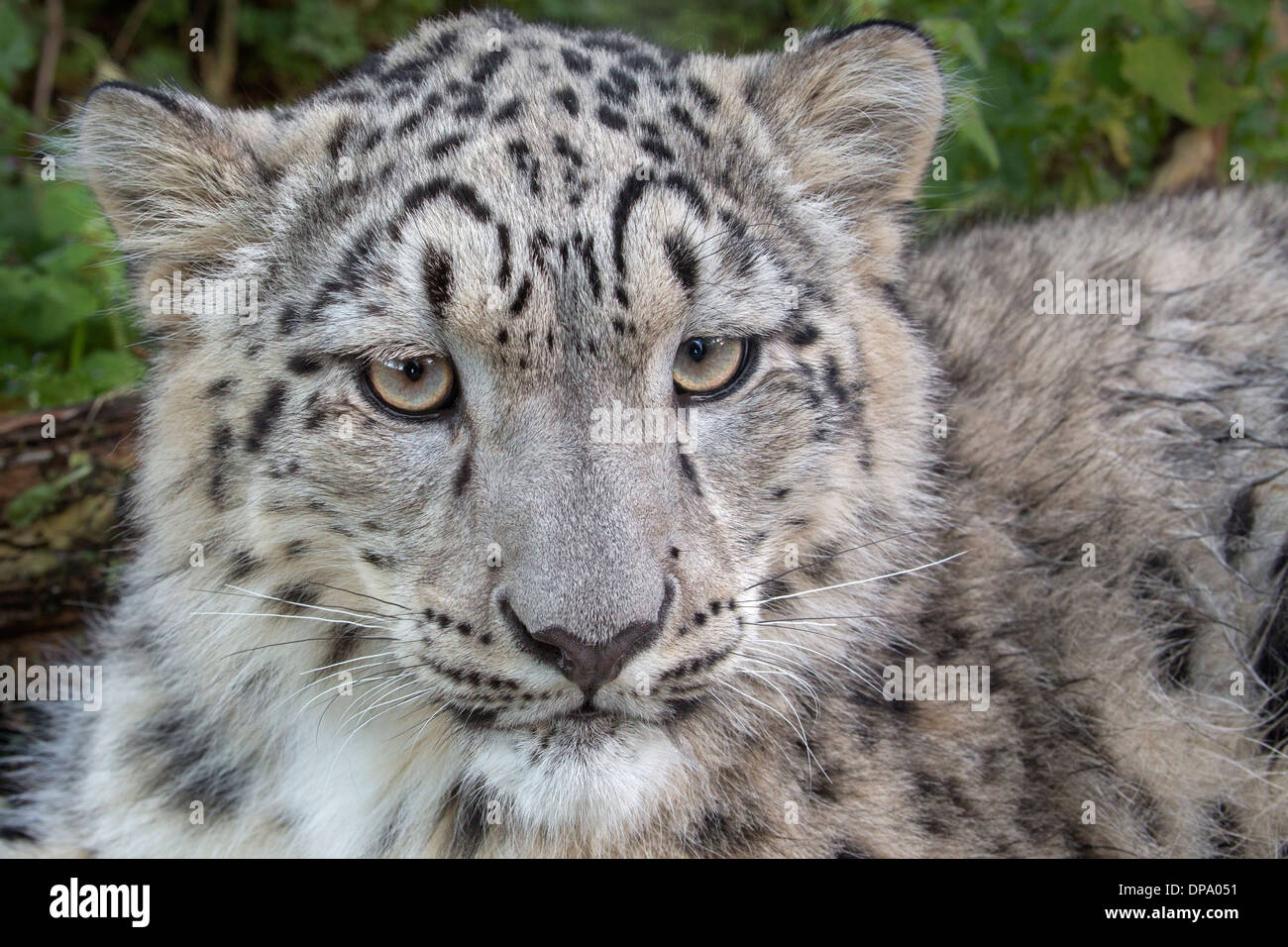 Snow Leopard cub, 7 mois Banque D'Images Snow Leopard cub, 7 mois Banque D'Images