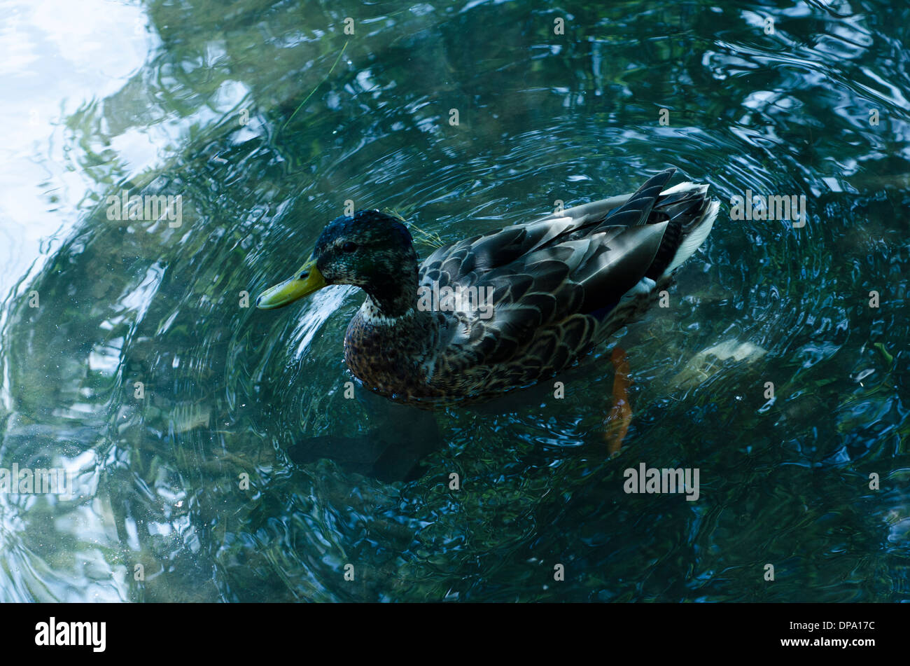 Un canard colvert pagayer dans l'eau looking at camera Banque D'Images