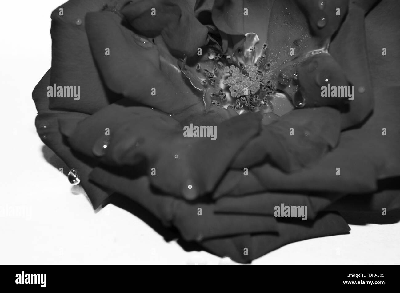 Fleur noir et blanc avec des gouttelettes d'eau Banque D'Images