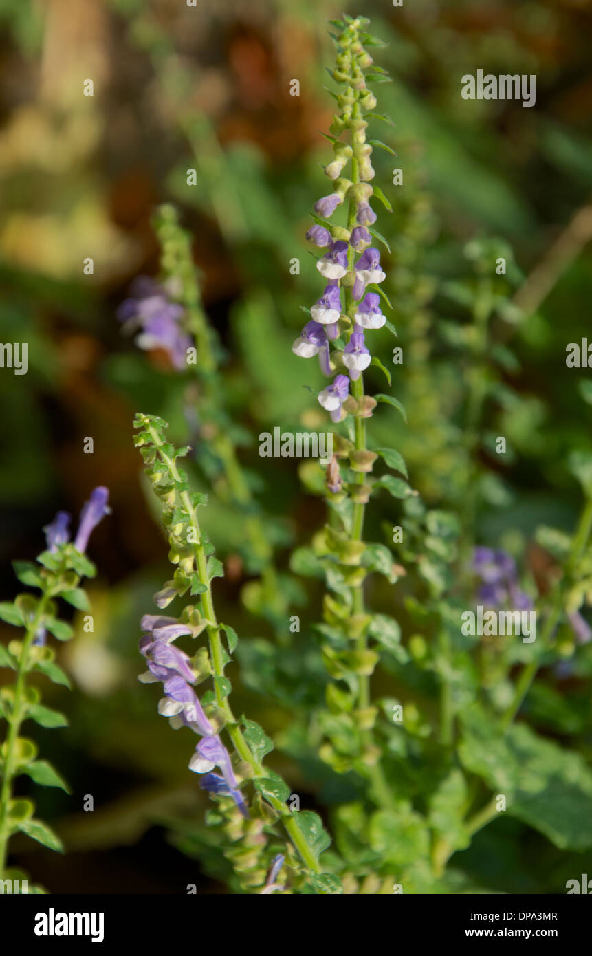 Scutellaria lateriflora skullcap, Virginie ou une herbe. Banque D'Images