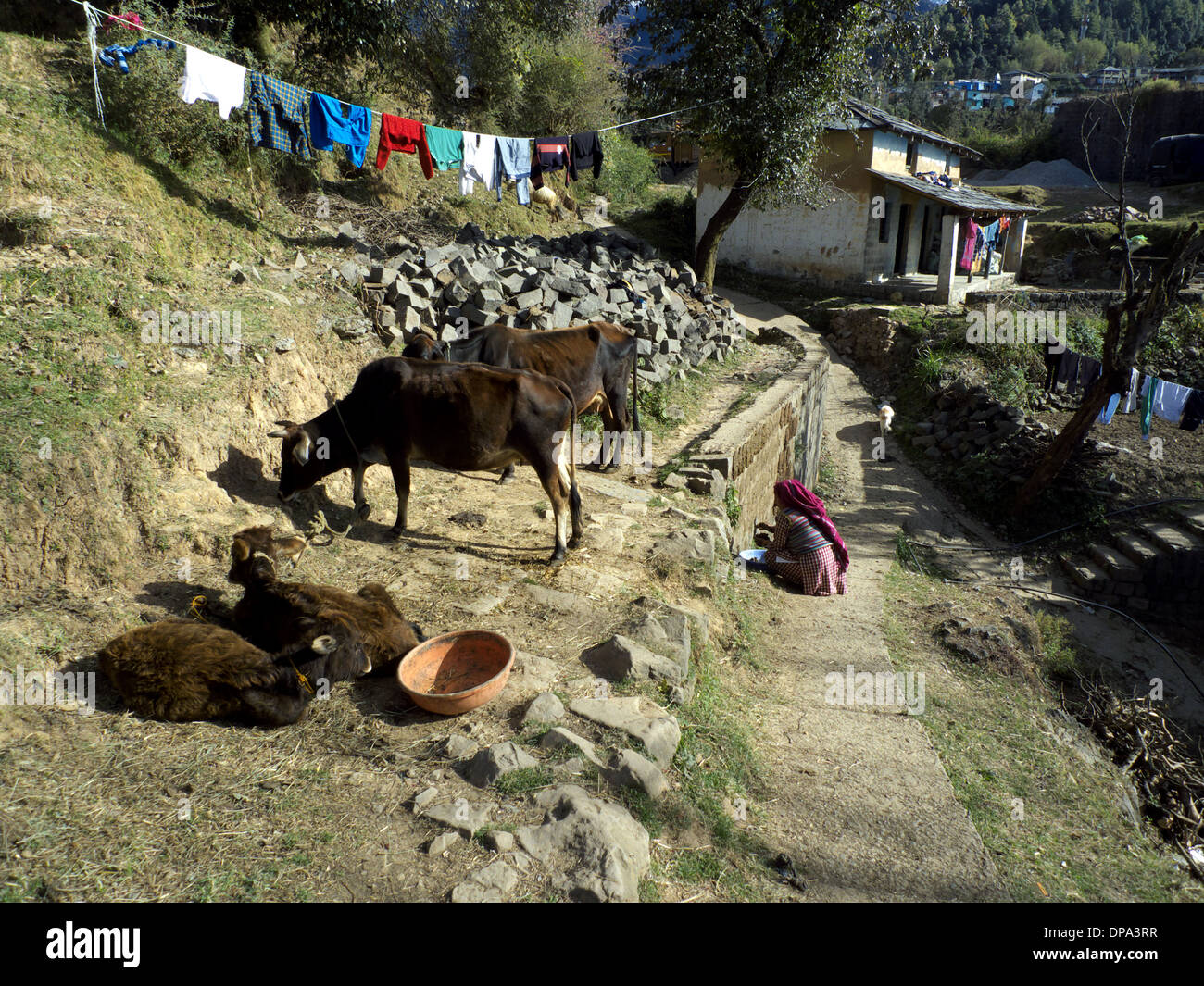 Scène de village indien typique, les vaches et faire des gâteaux galettes de bouse, carburant/nr Mcleodganj, Dharamasala, Himachal Pradesh, Inde du Nord Banque D'Images