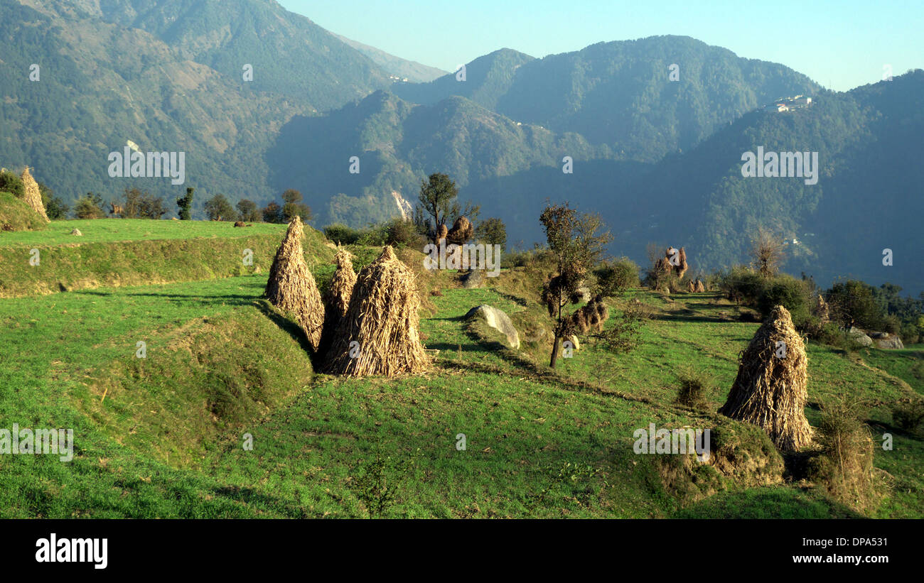 Les champs en terrasses traditionnelles, Kareri village, district Kangra Mcleodganj [NR] [l'Himachal Pradesh] [le Nord de l'Inde] Banque D'Images
