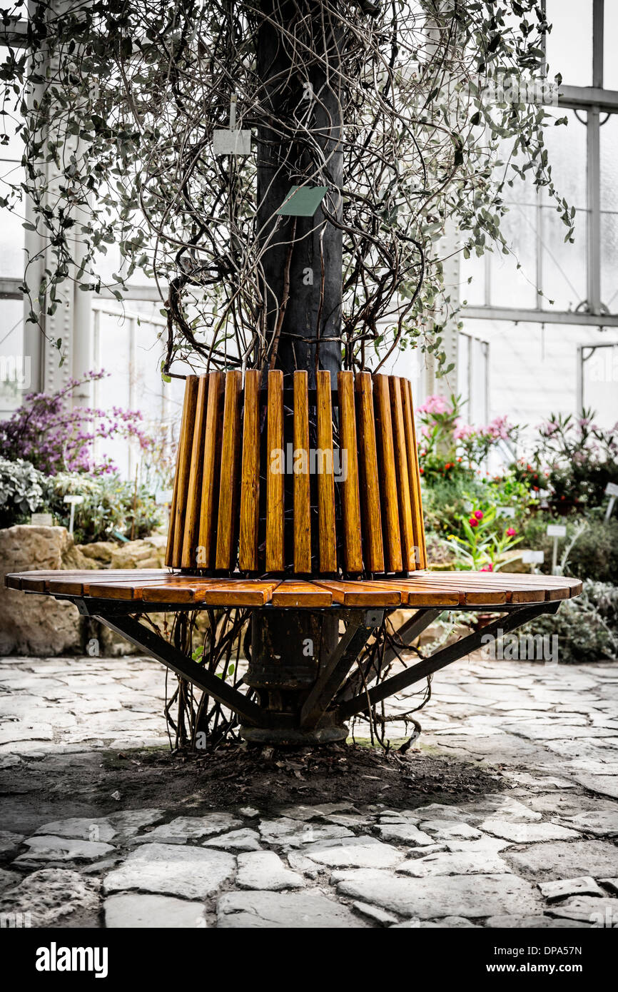 Vieux banc rond avec un arbre au milieu. Banque D'Images