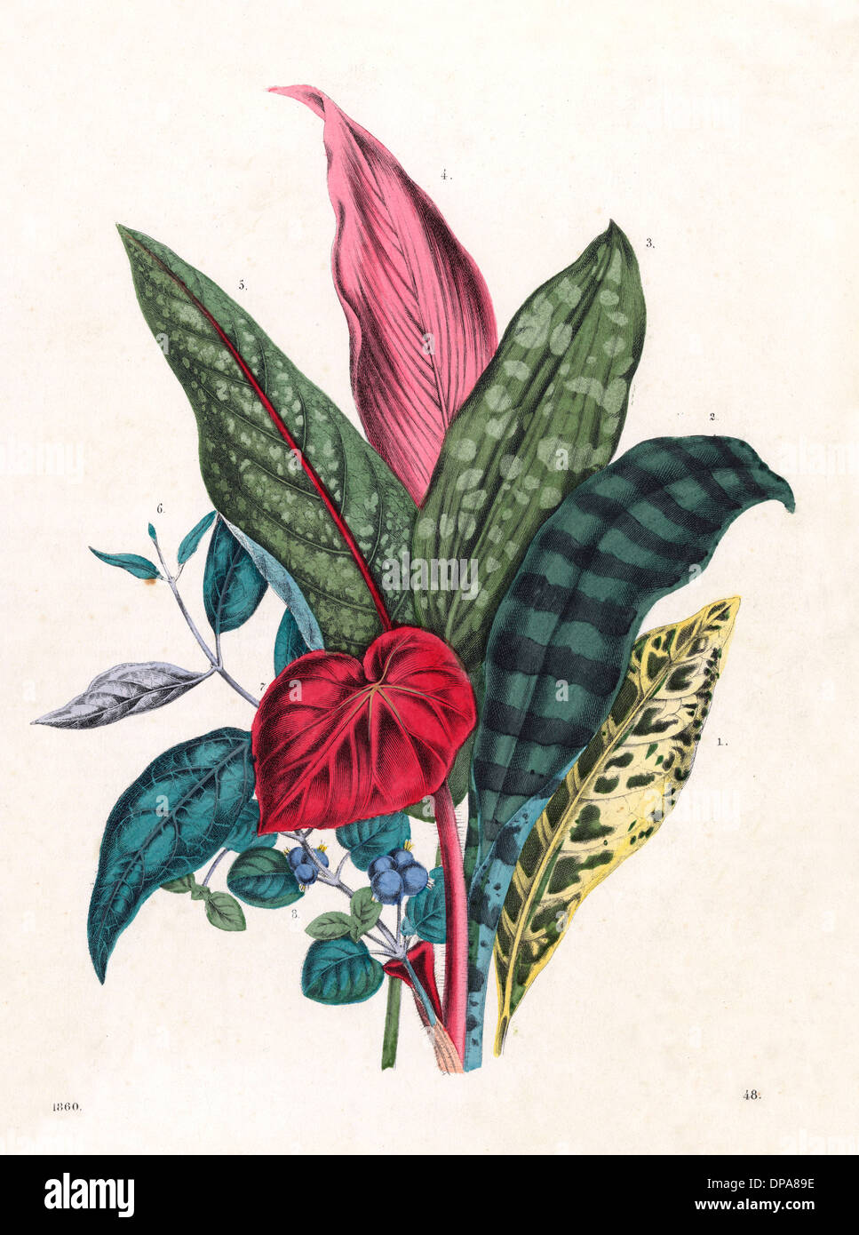 Feuillages à motifs, 1860 Banque D'Images