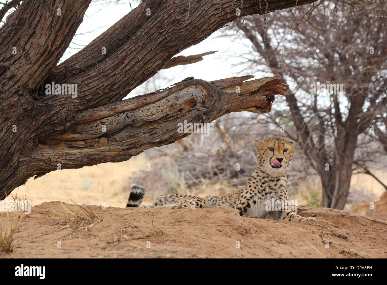 Cheetah d'alerte sous une branche d'un arbre, la Namibie,l'Afrique. Banque D'Images