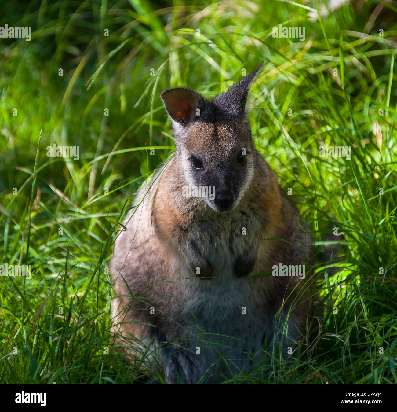 Portrait de kangourou et wallaby dans la brousse australienne Banque D'Images