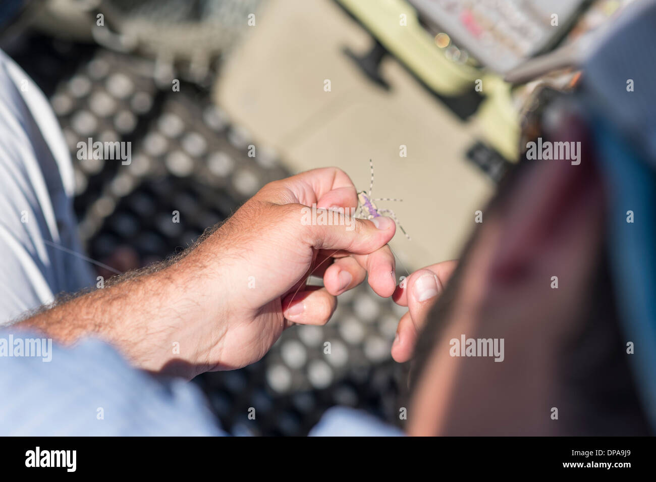 Lier l'homme vole dans un bateau sur un voyage de pêche de mouche. Banque D'Images