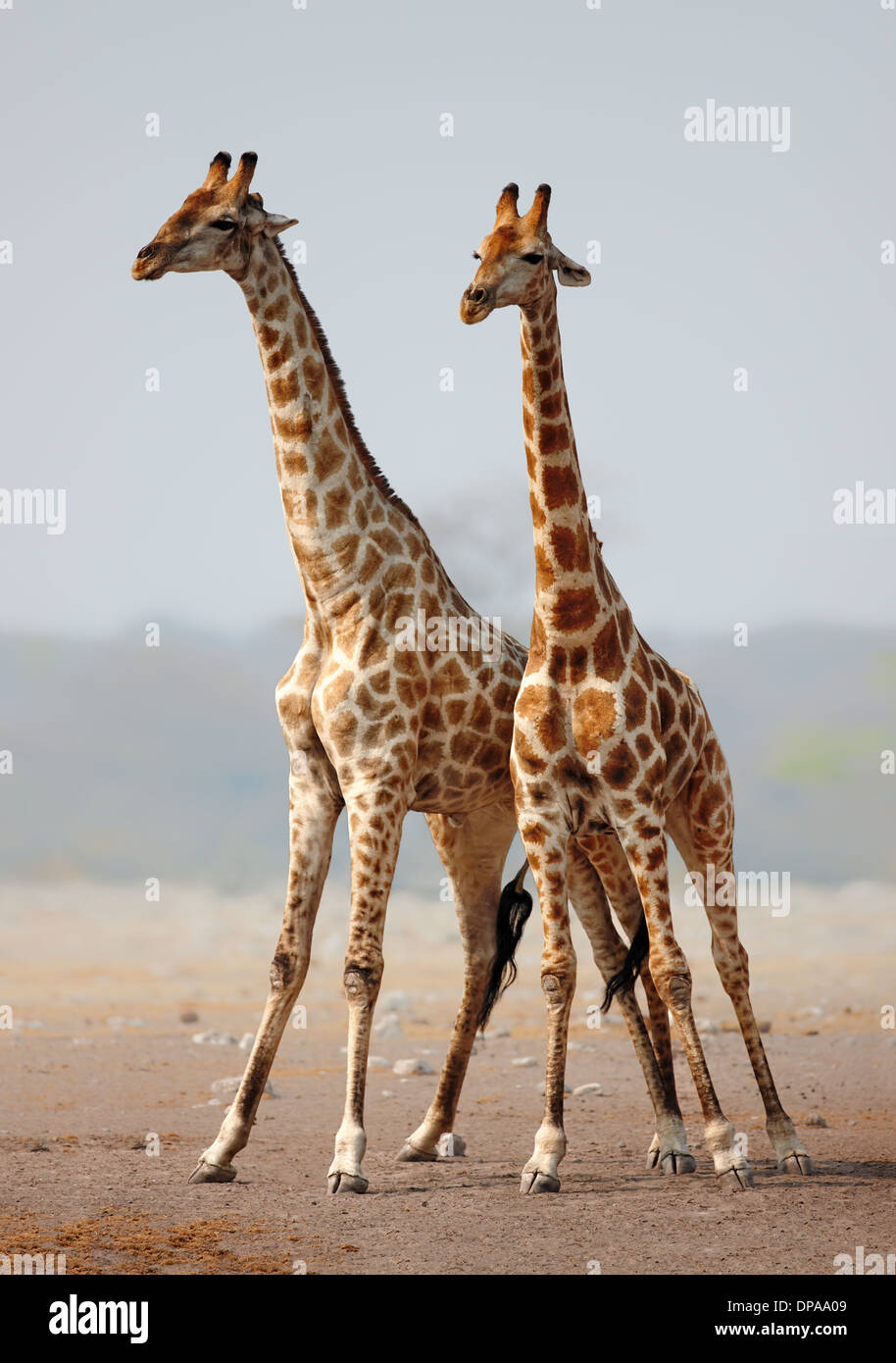 Deux girafes (Giraffa camelopardalis) Comité permanent sur l'ensemble des plaines de sable ouvertes. Parc National d'Etosha (Namibie) Banque D'Images
