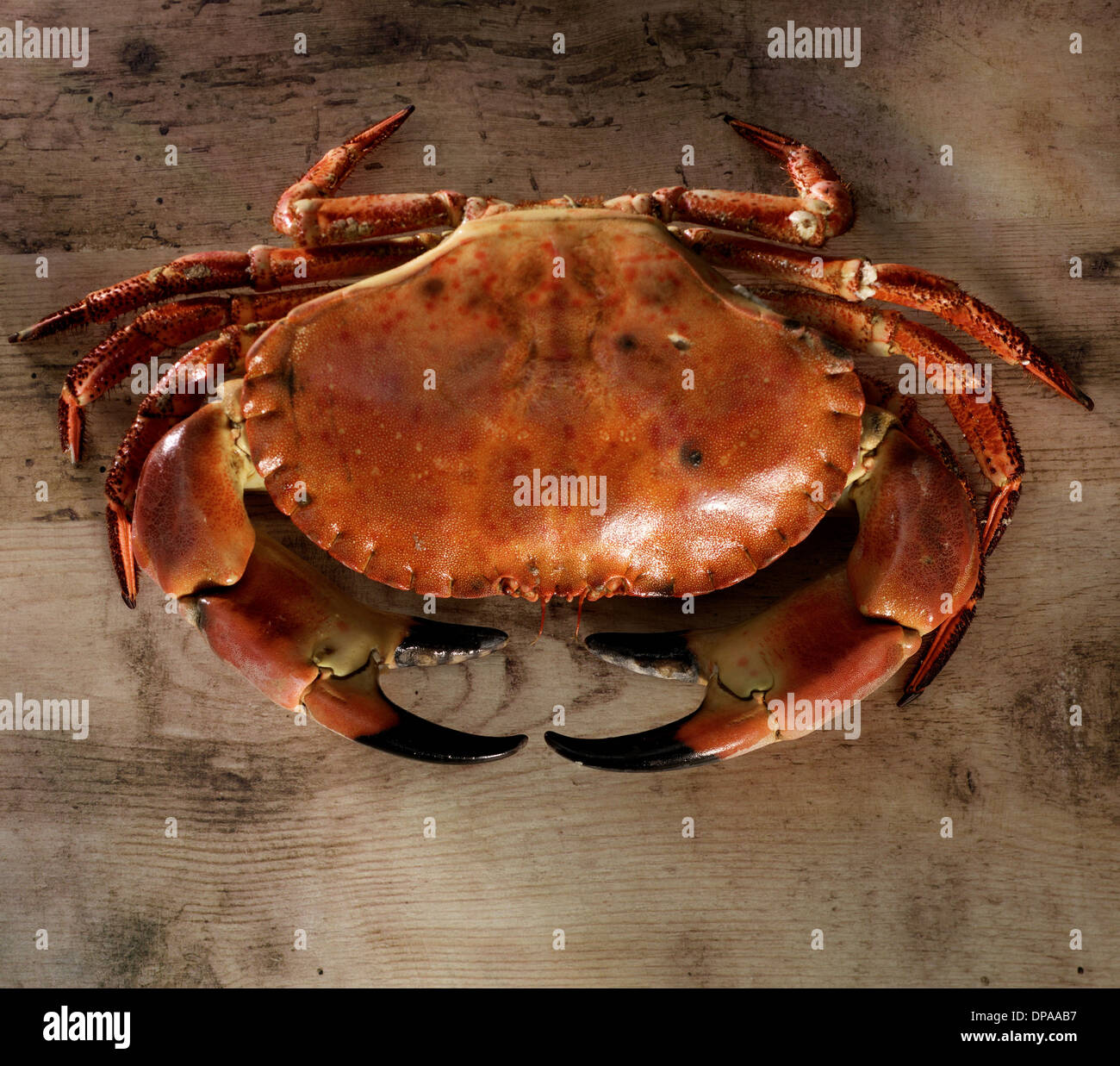 Le crabe Banque D'Images