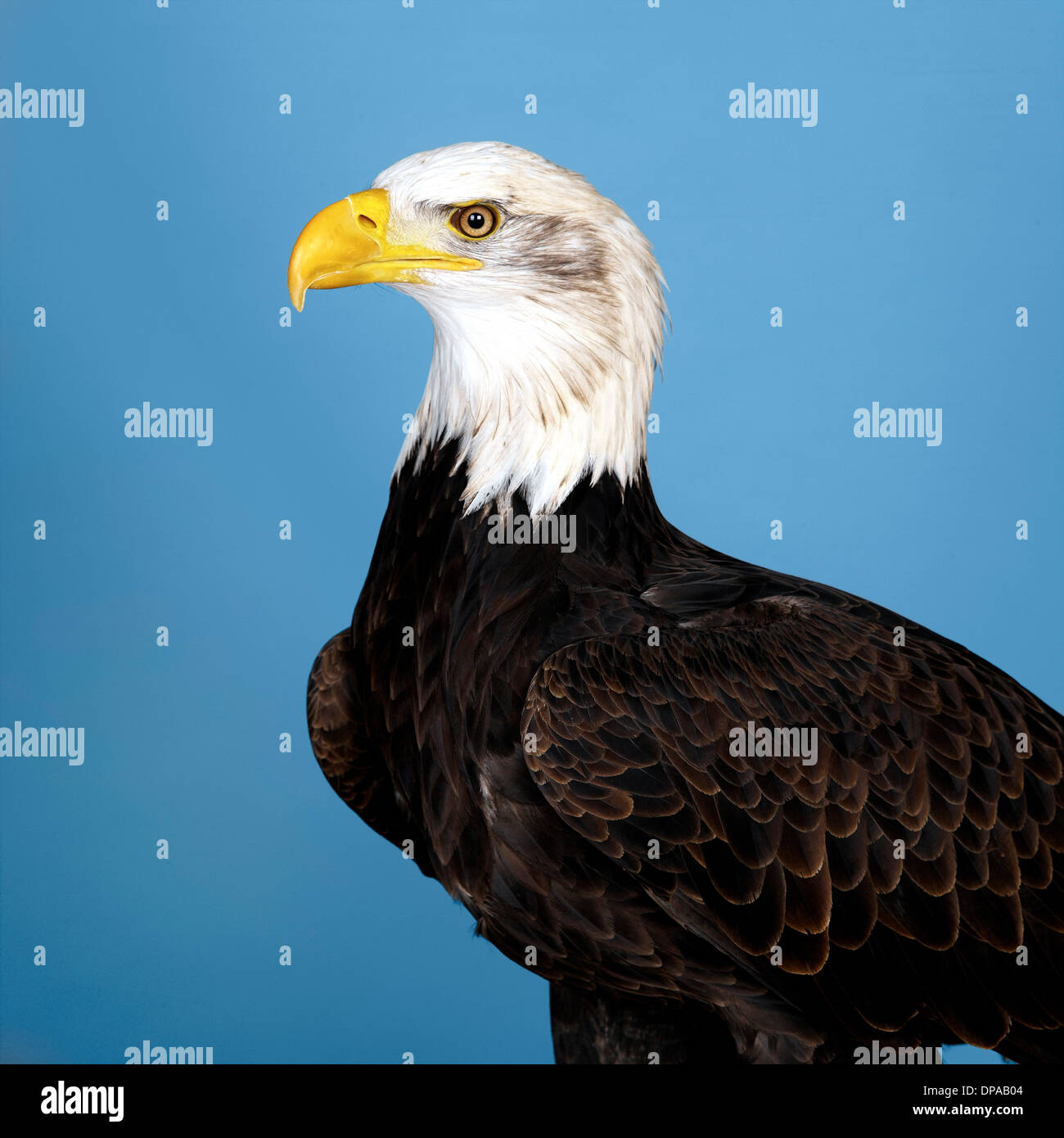 L'aigle chauve américain Banque D'Images