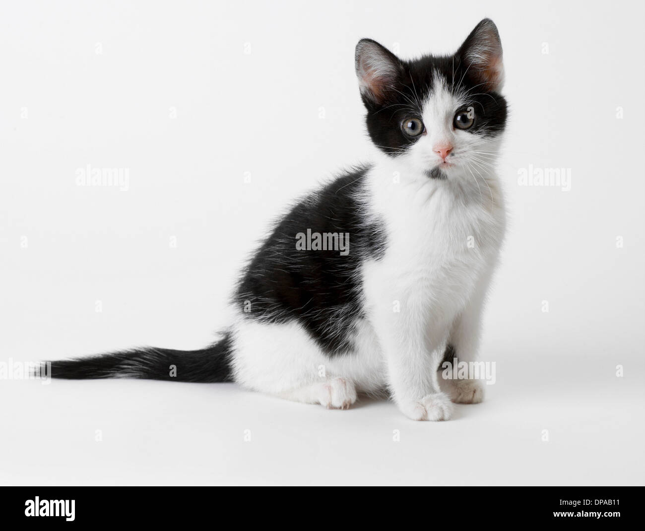 Chaton noir et blanc Banque D'Images