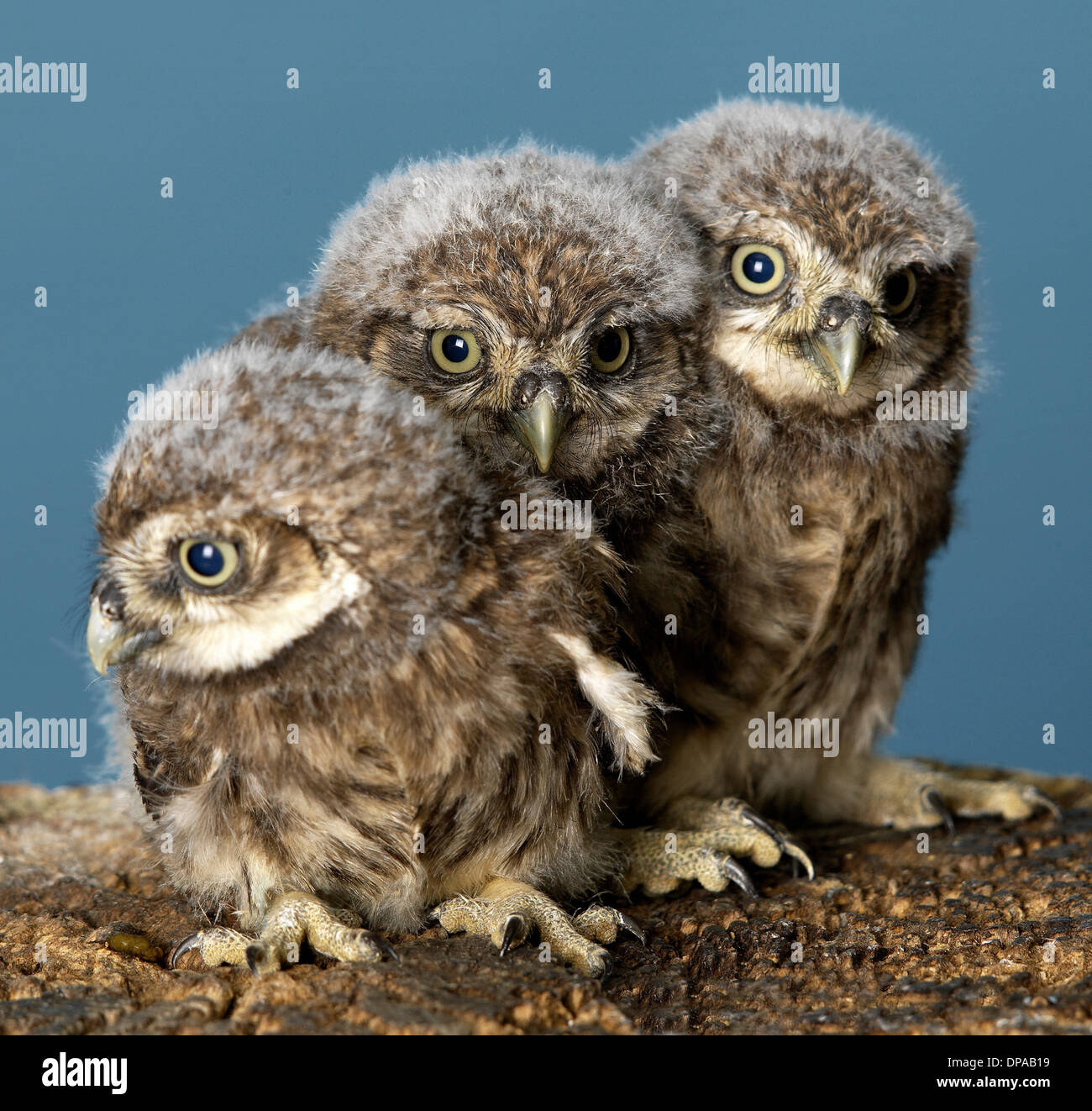 Bebe Chouette Banque D Image Et Photos Alamy