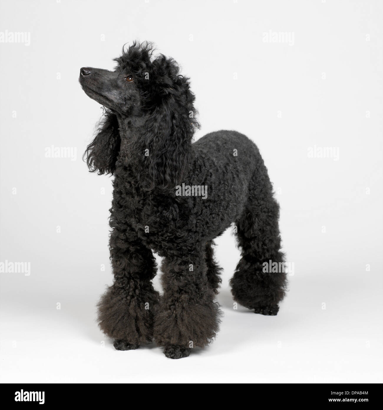 Caniche Miniature noir Banque D'Images