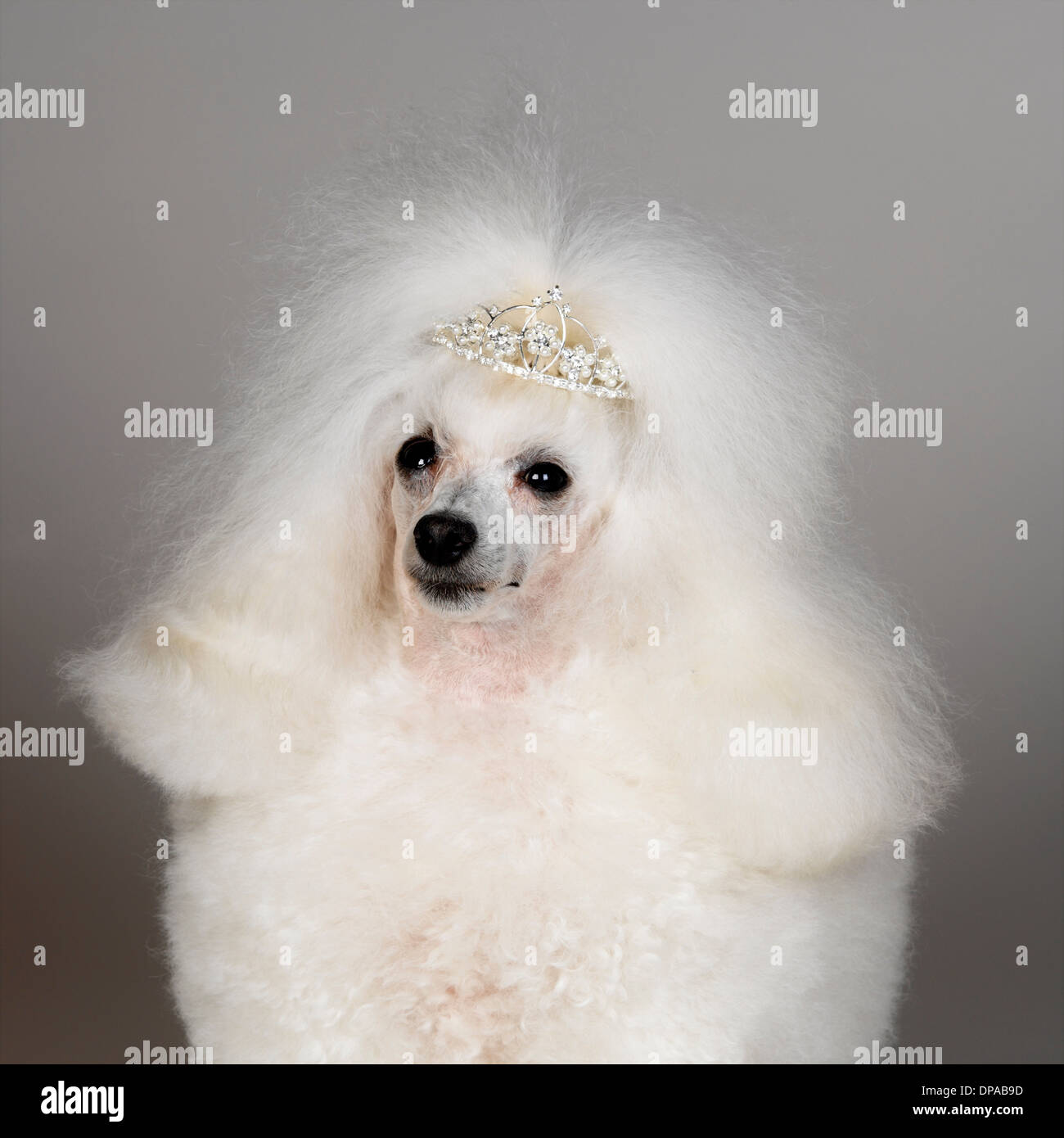 Caniche toy blanc portant tiara Banque D'Images