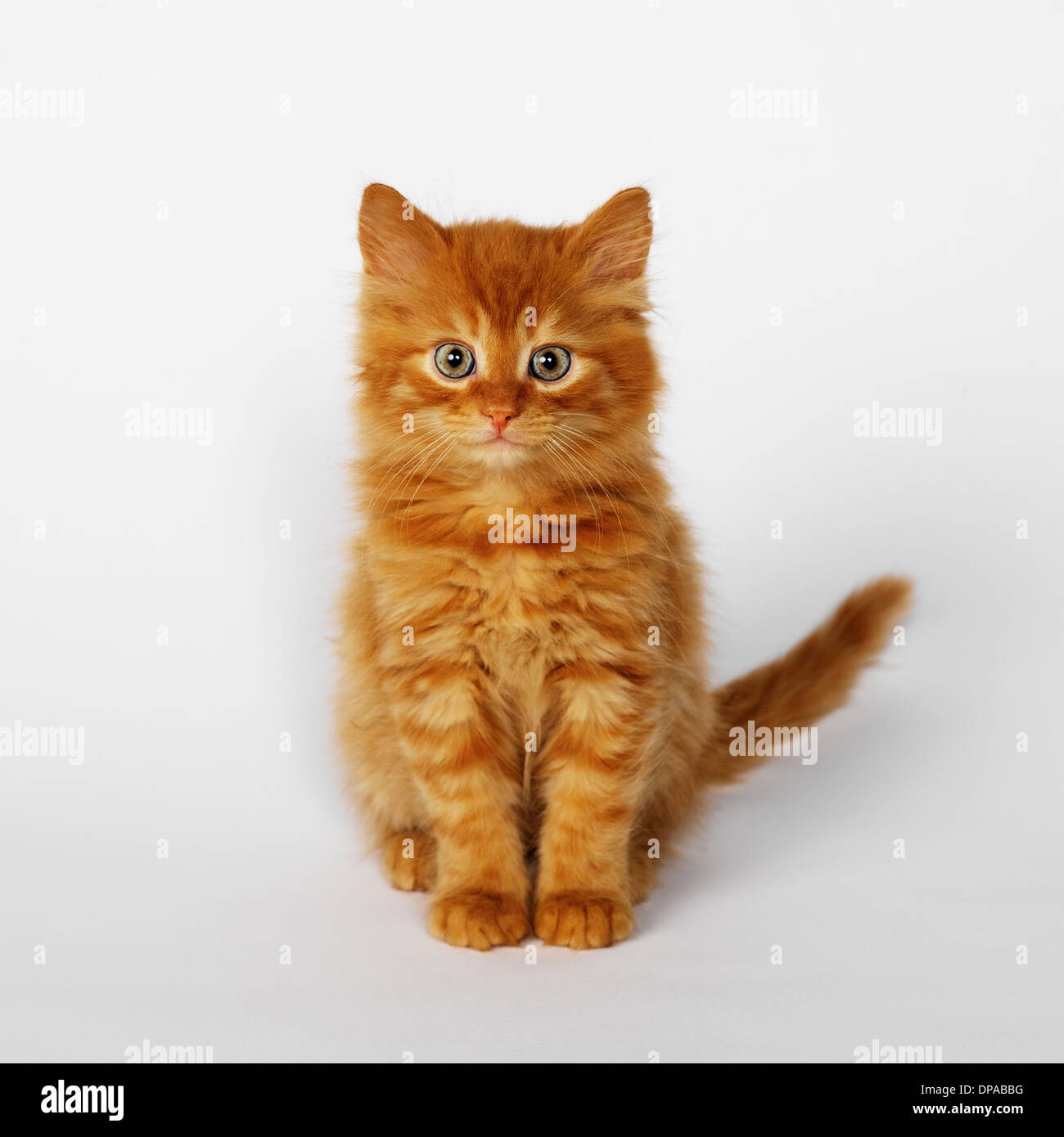 Portrait de ginger kitten Banque D'Images