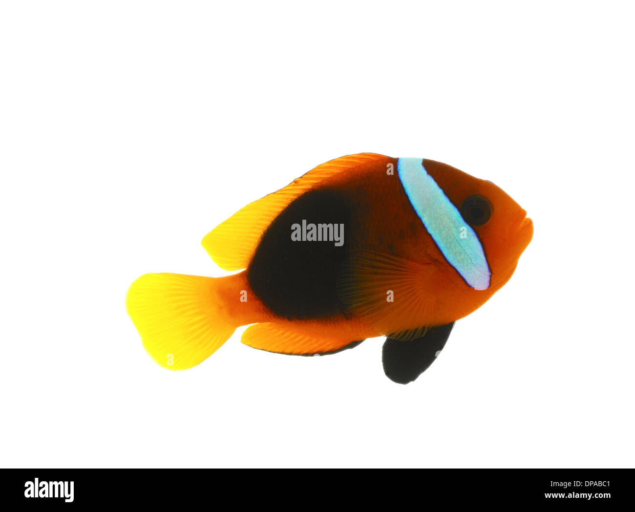 Poisson clown Banque D'Images