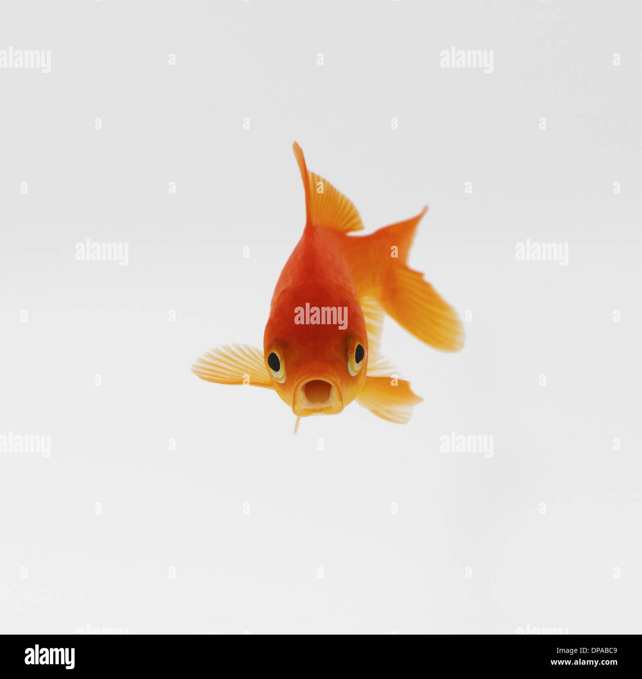 Poisson rouge Banque D'Images