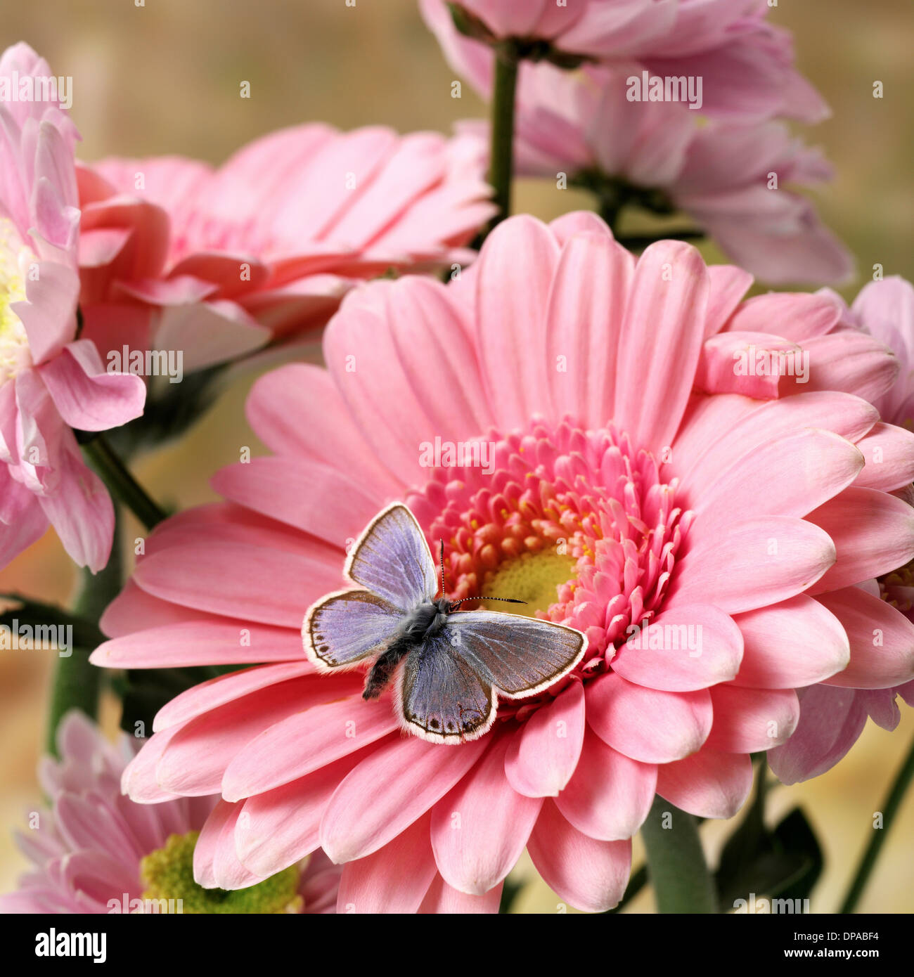 Papillon sur Gerbera rose Banque D'Images