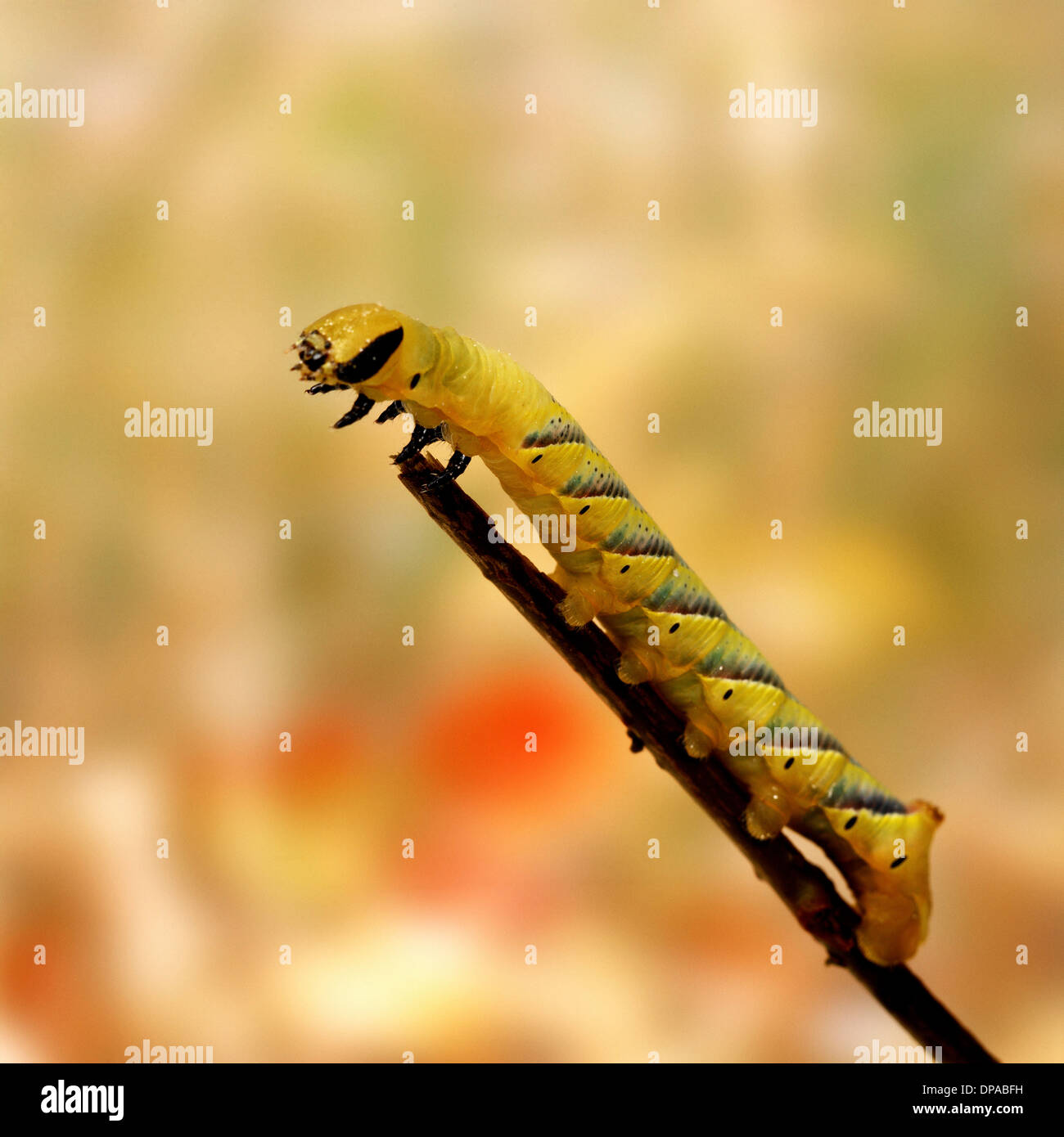 Caterpillar on twig Banque D'Images