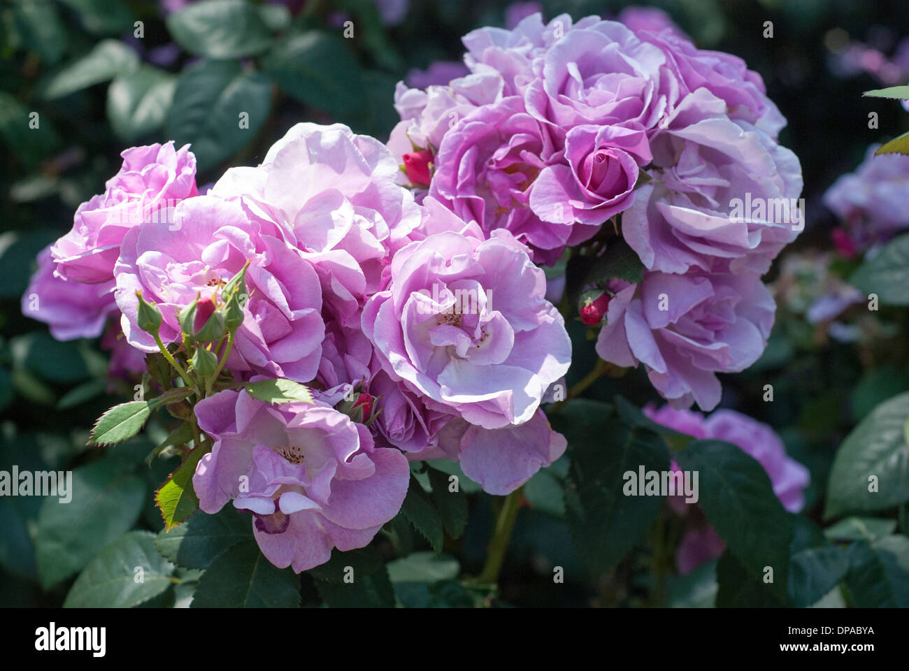 Roses roses immaculées dans un jardin anglais Banque D'Images